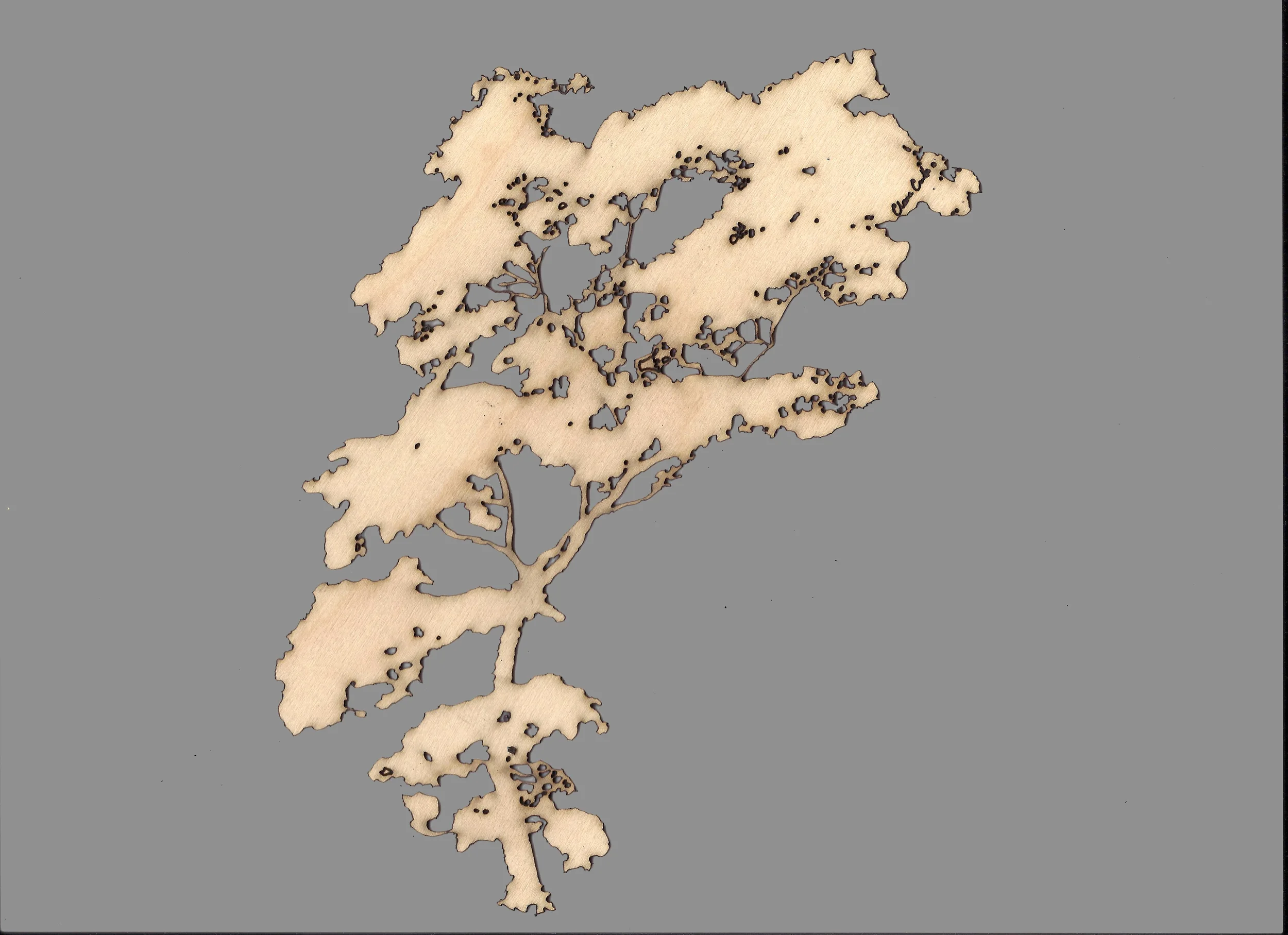 Japanese Maple 2.jpg