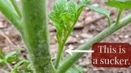 Tomato+Sucker.jpg