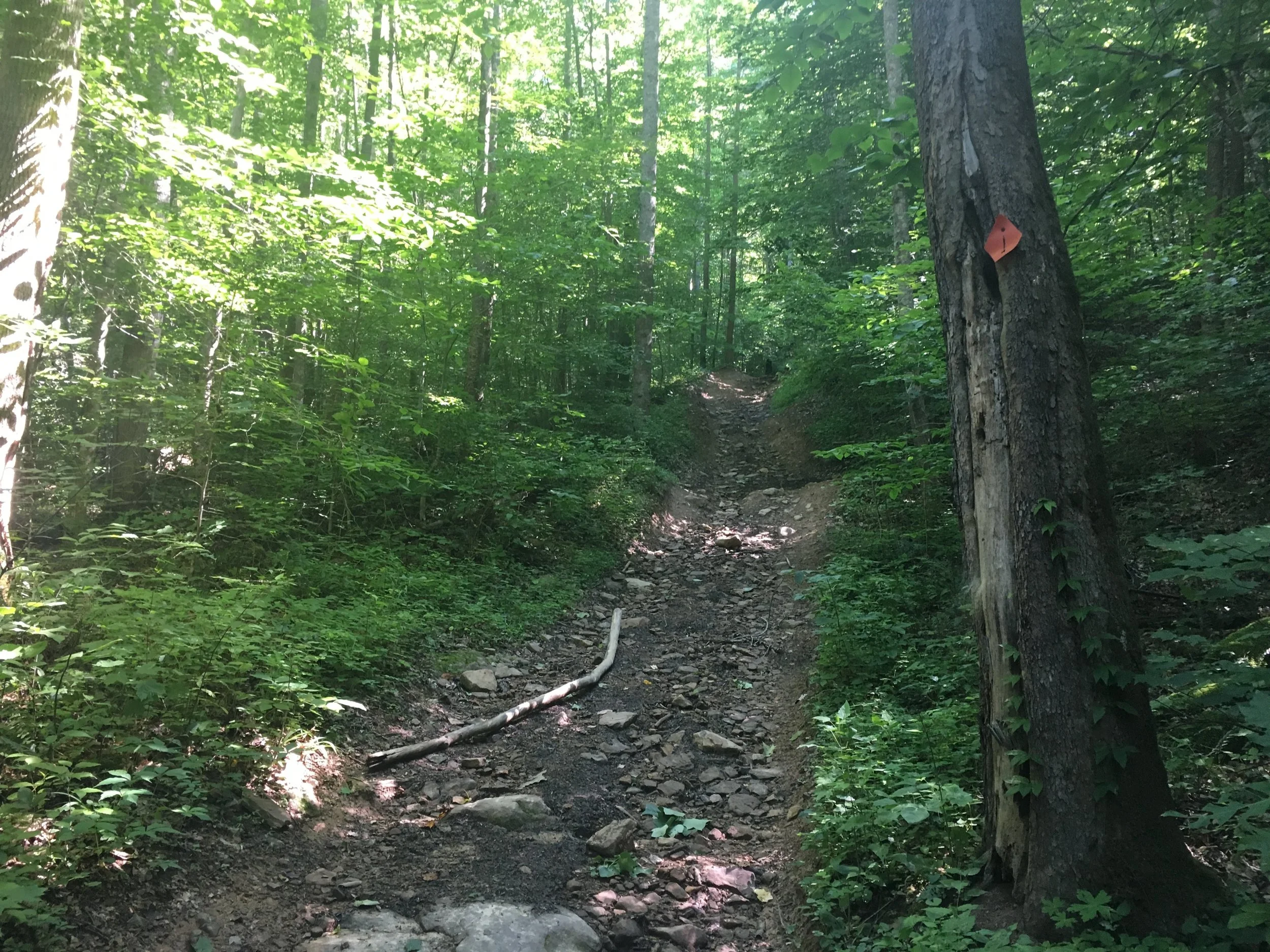 Still going up that first climb here. Green all around!