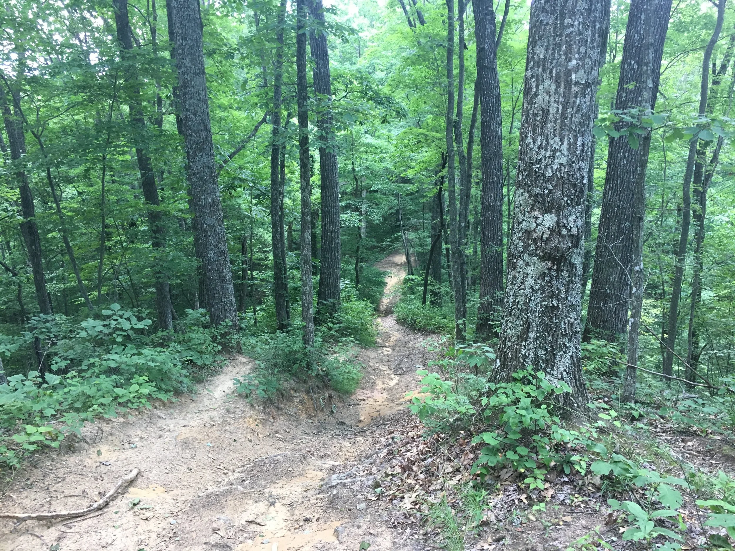 Since the race will be an out and back, you will go up AND down this one!