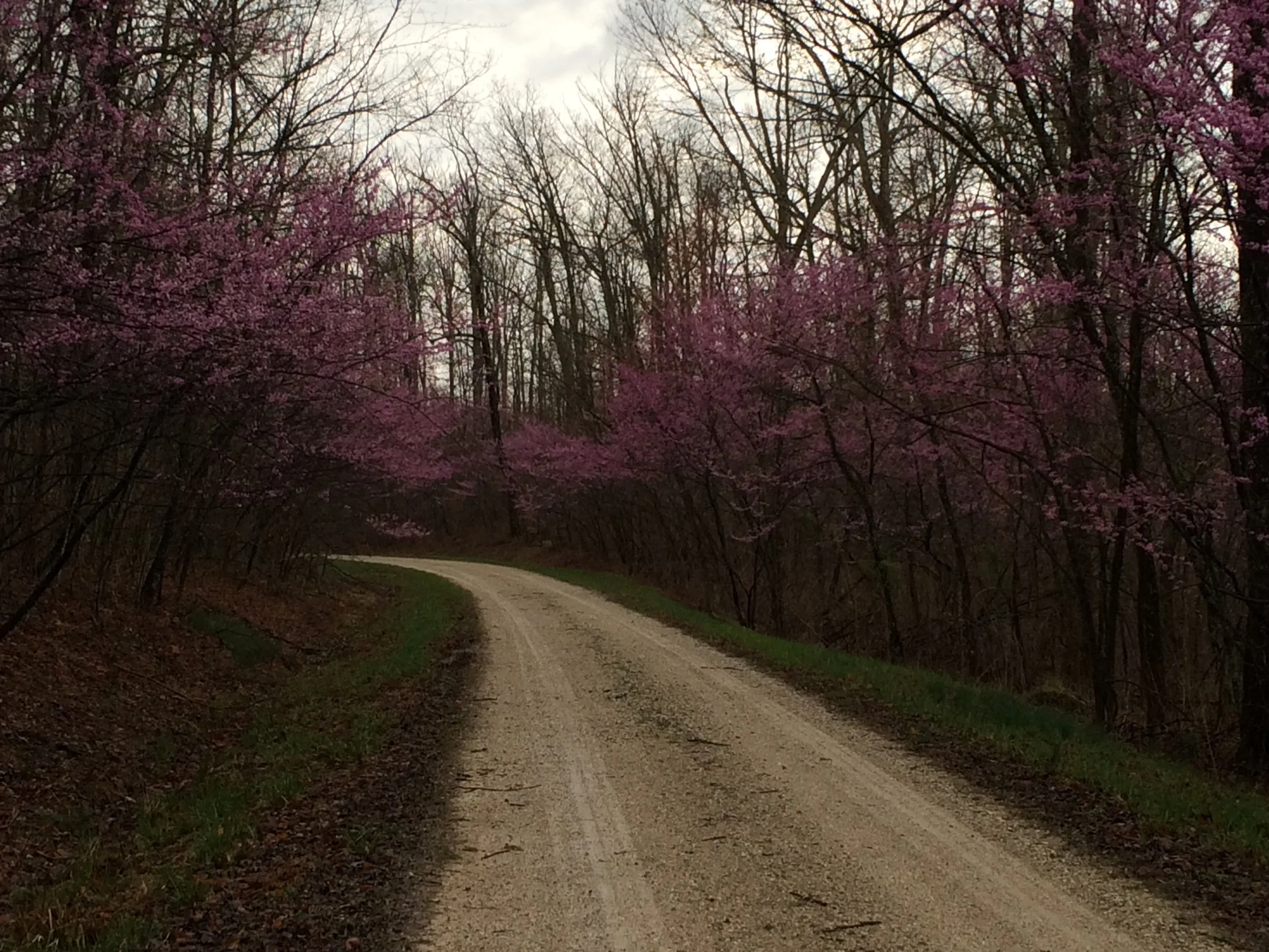 My first time out on the course was a gloomy day, but the spring flowers were starting to come out!
