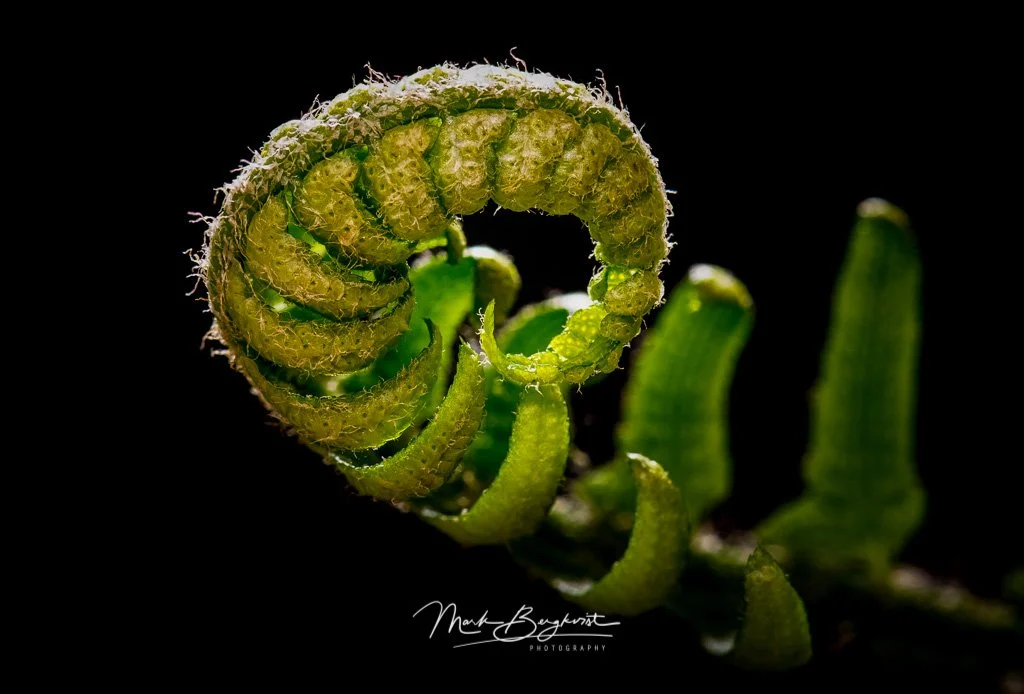 20190427-0099E - Copy.jpg