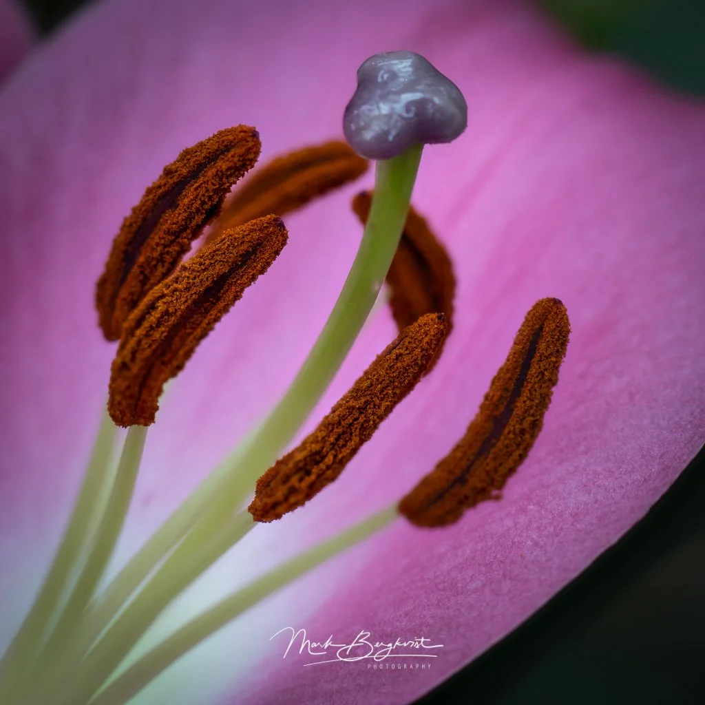 2019-02-24-15.41.01_ZS_PMax - Copy.jpg