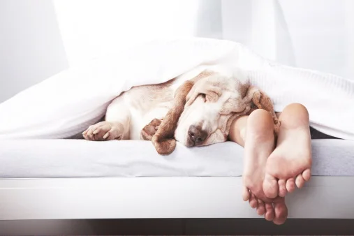 SWEET DREAMS