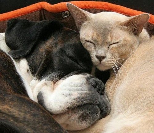 Photo Credit: Attack of the Cute