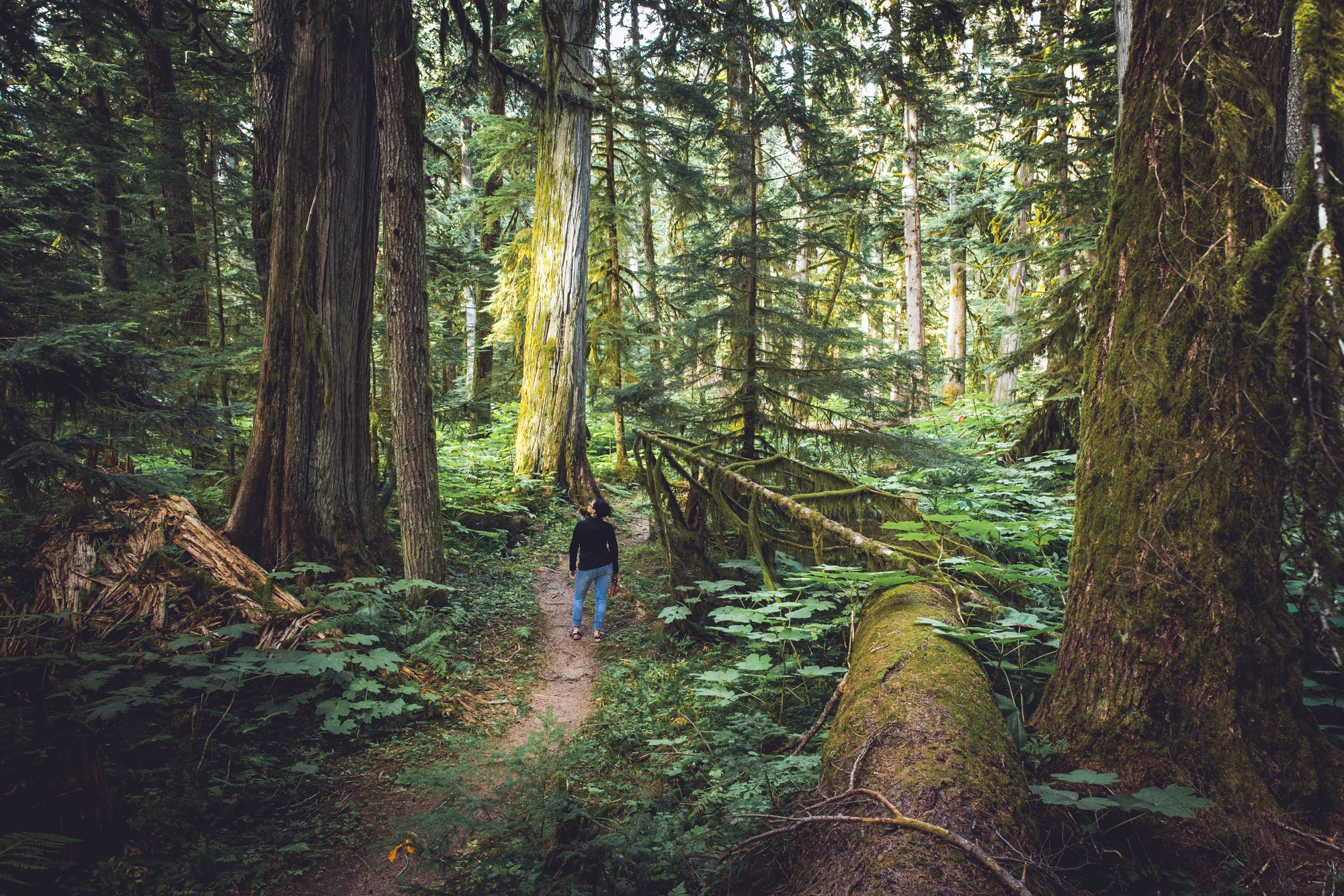 THE ENCHANTED FOREST