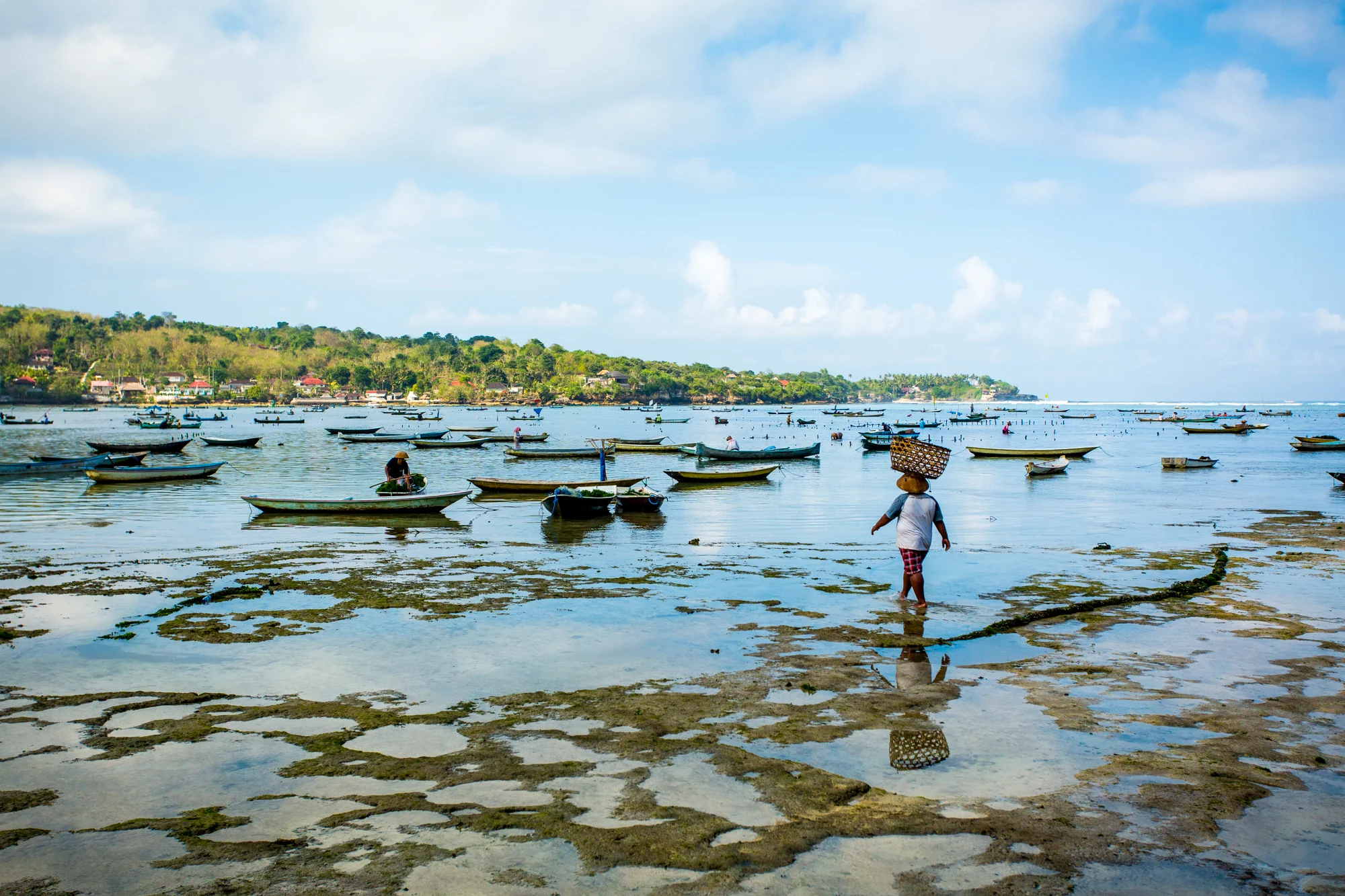 Seaweed Farming