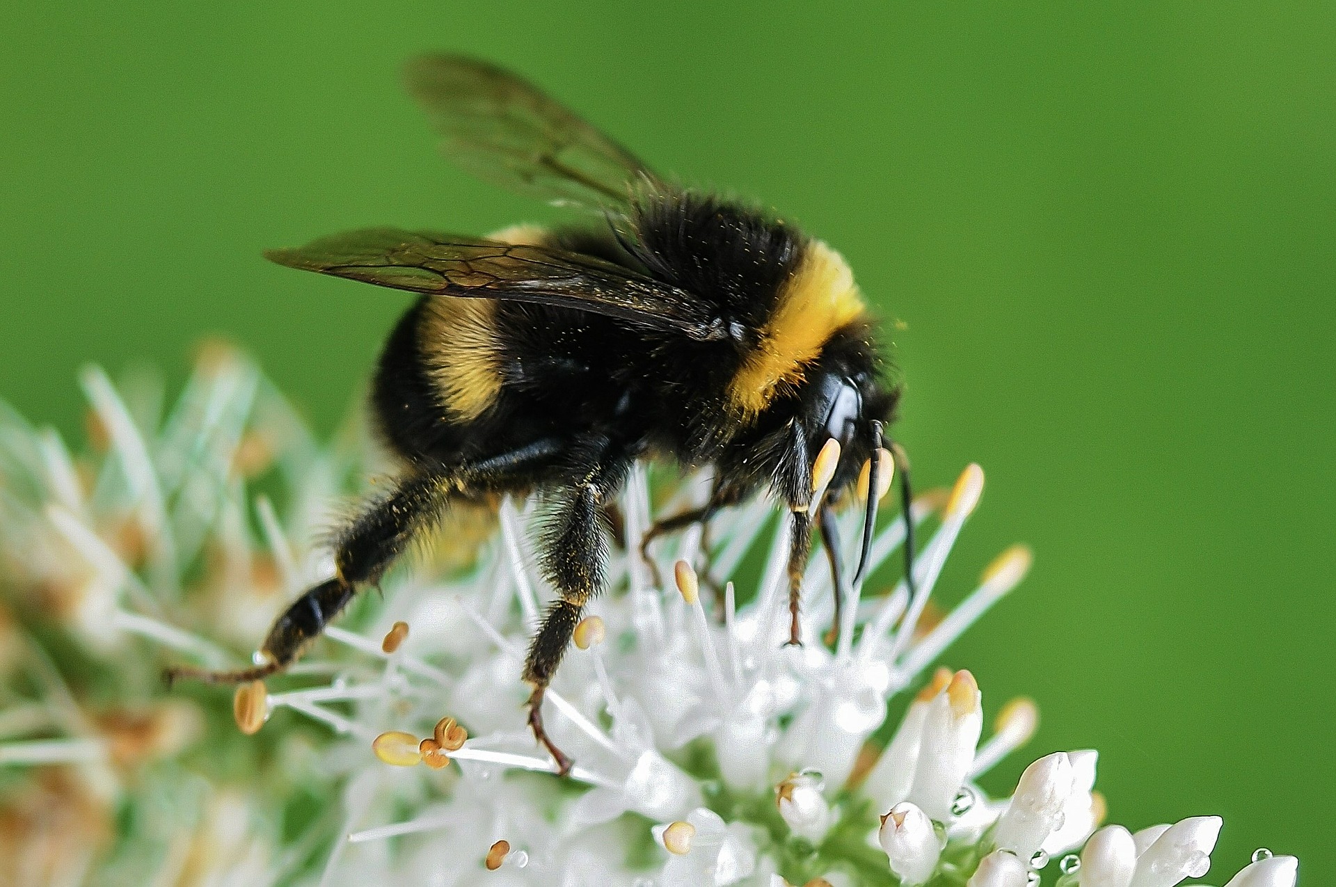 Bumble Bees Make Me Smile