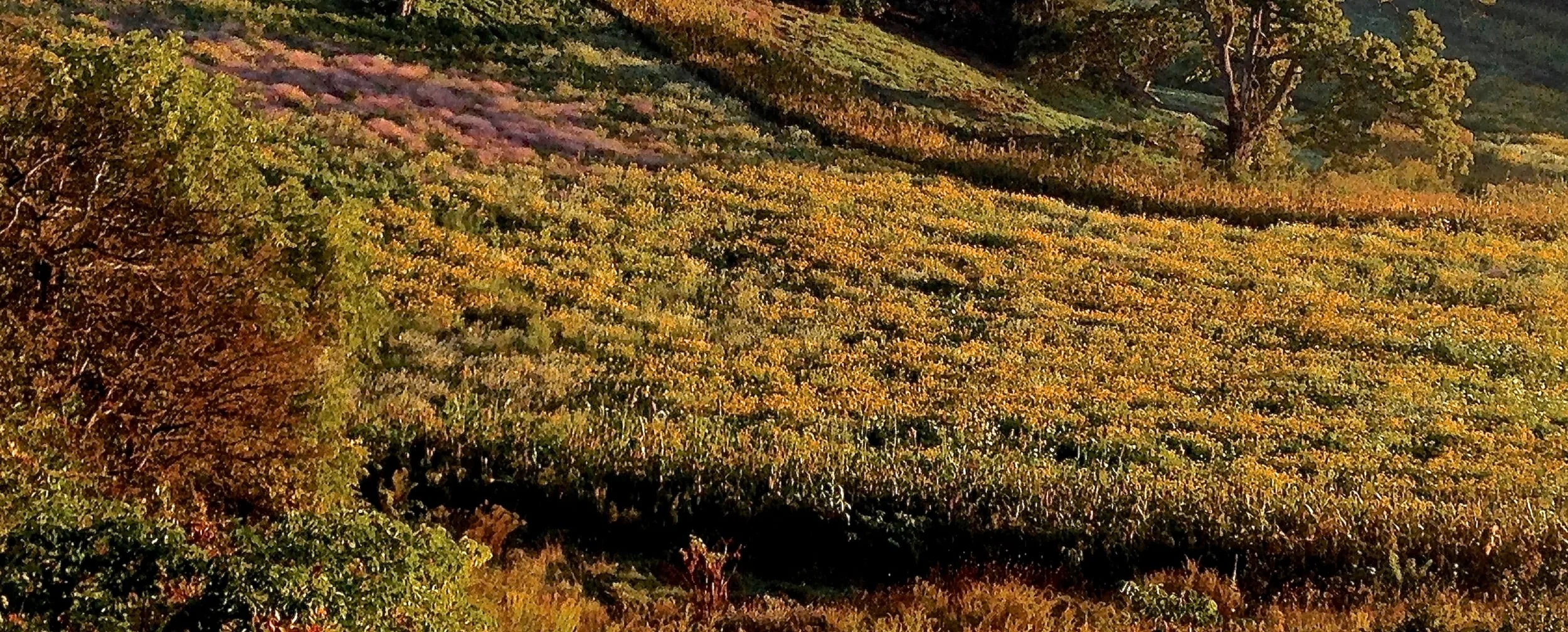 IMG_0873 - Version 3.JPG