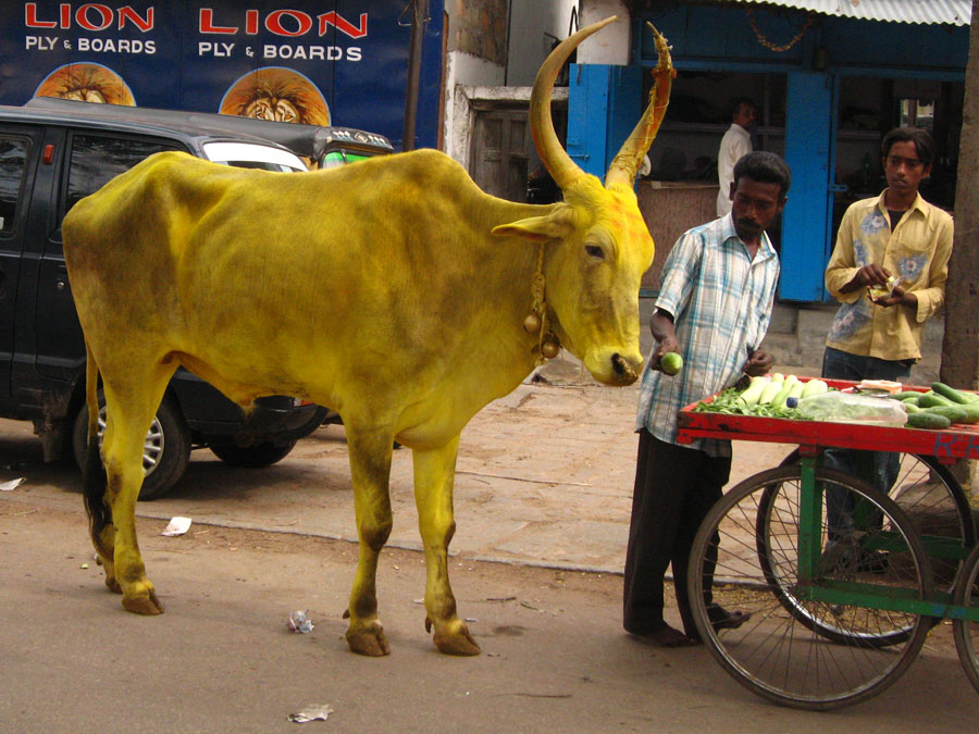 Tumeric colored bull being offered a snack in Mysore.jpg