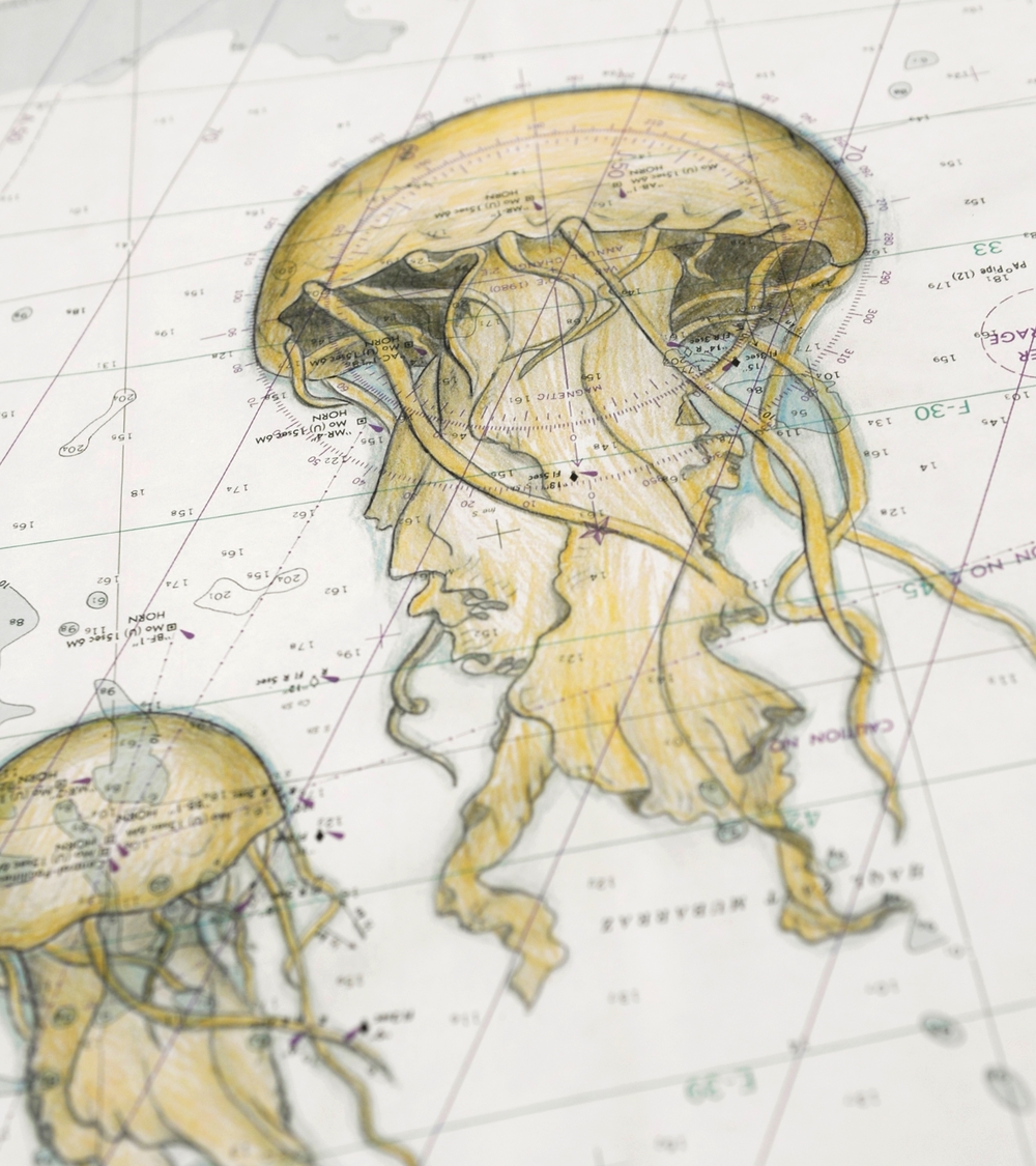 Ocean Chart Jellyfish