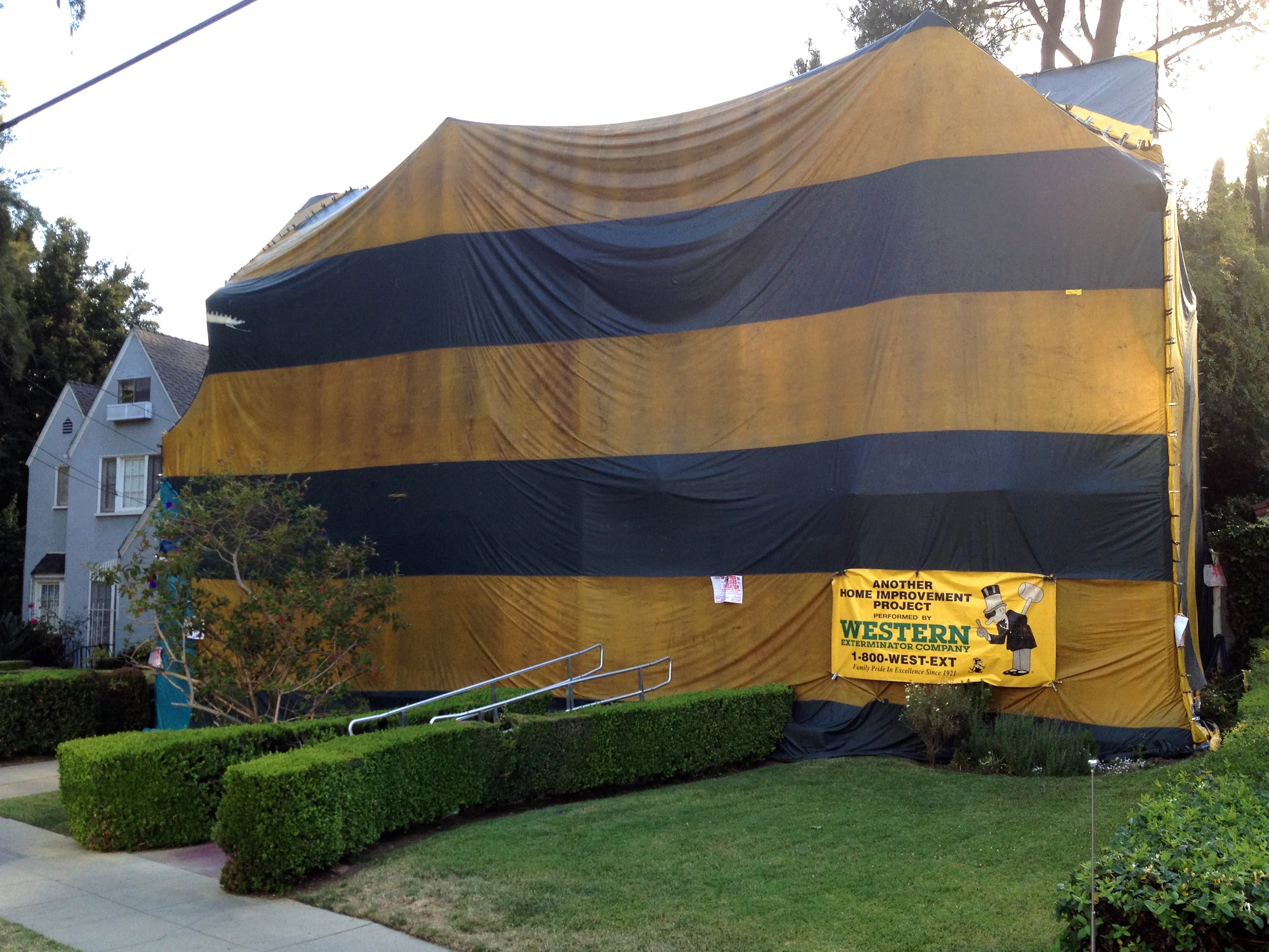Yellow Jacket