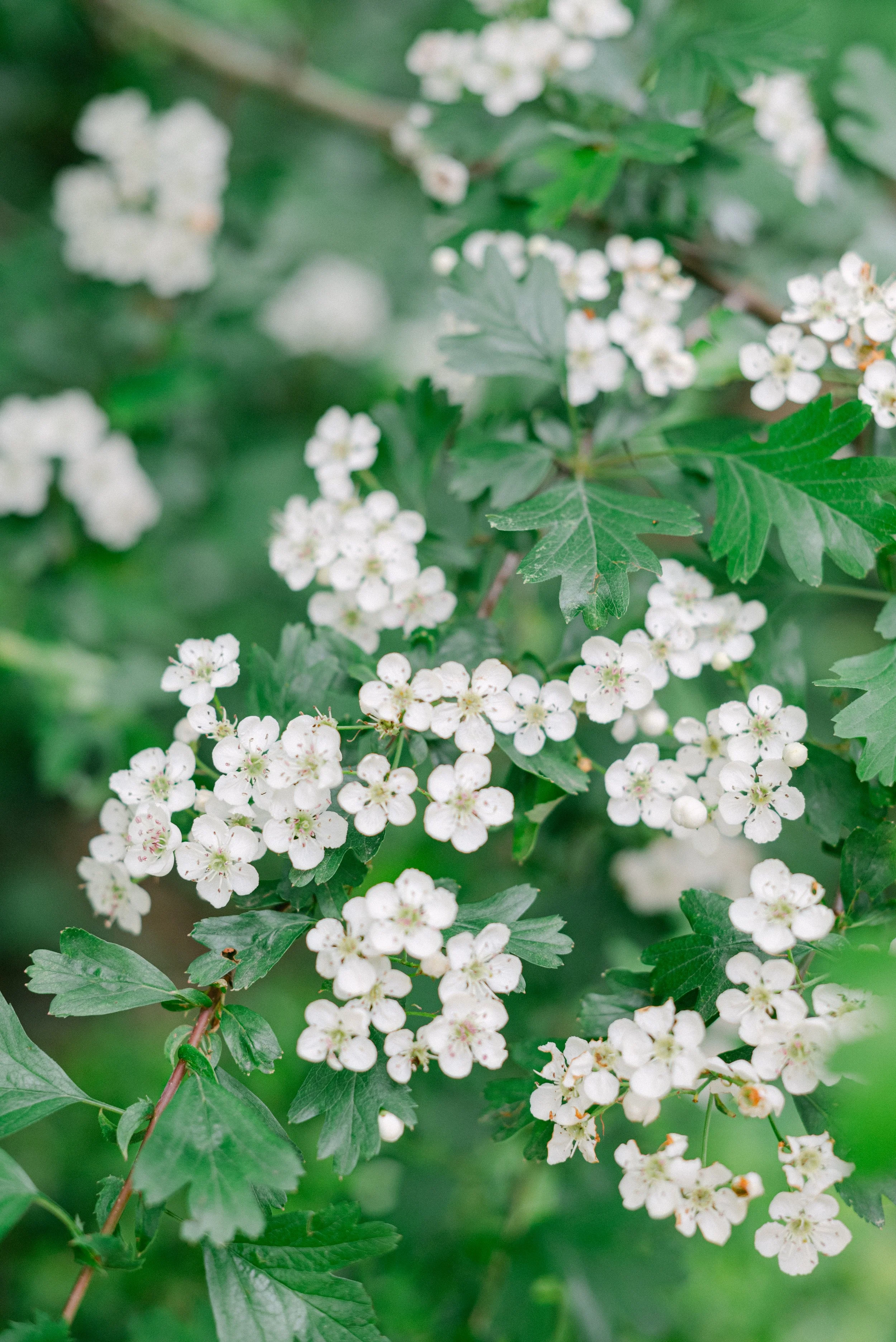Kristen Bowen Photography, Indianapolis Wedding Photographer, Destination Photographer, Versailles Mansion
