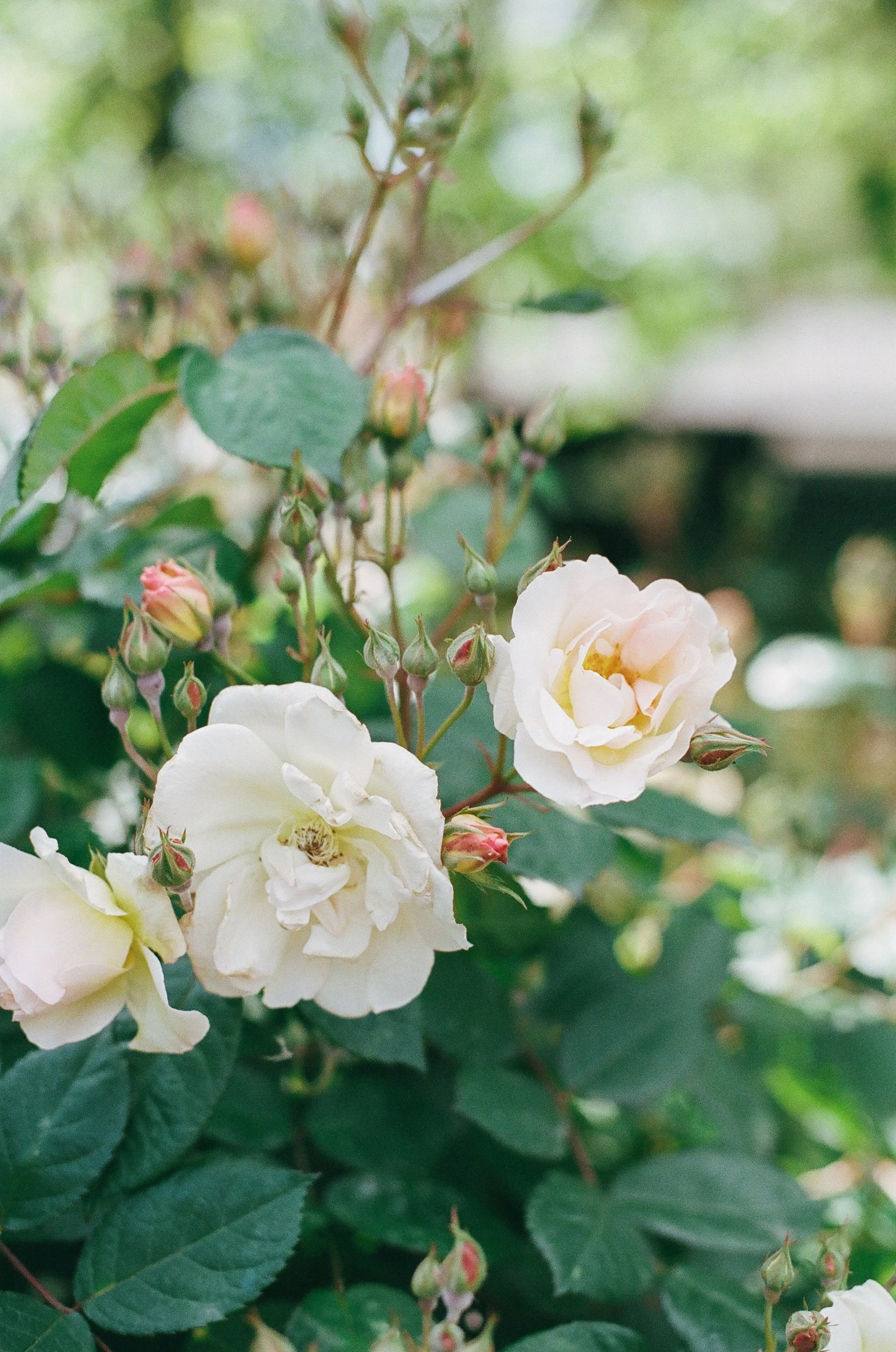 Kristen Bowen Photography, Photographers day in Paris, Springtime in Paris, Muse Rodin