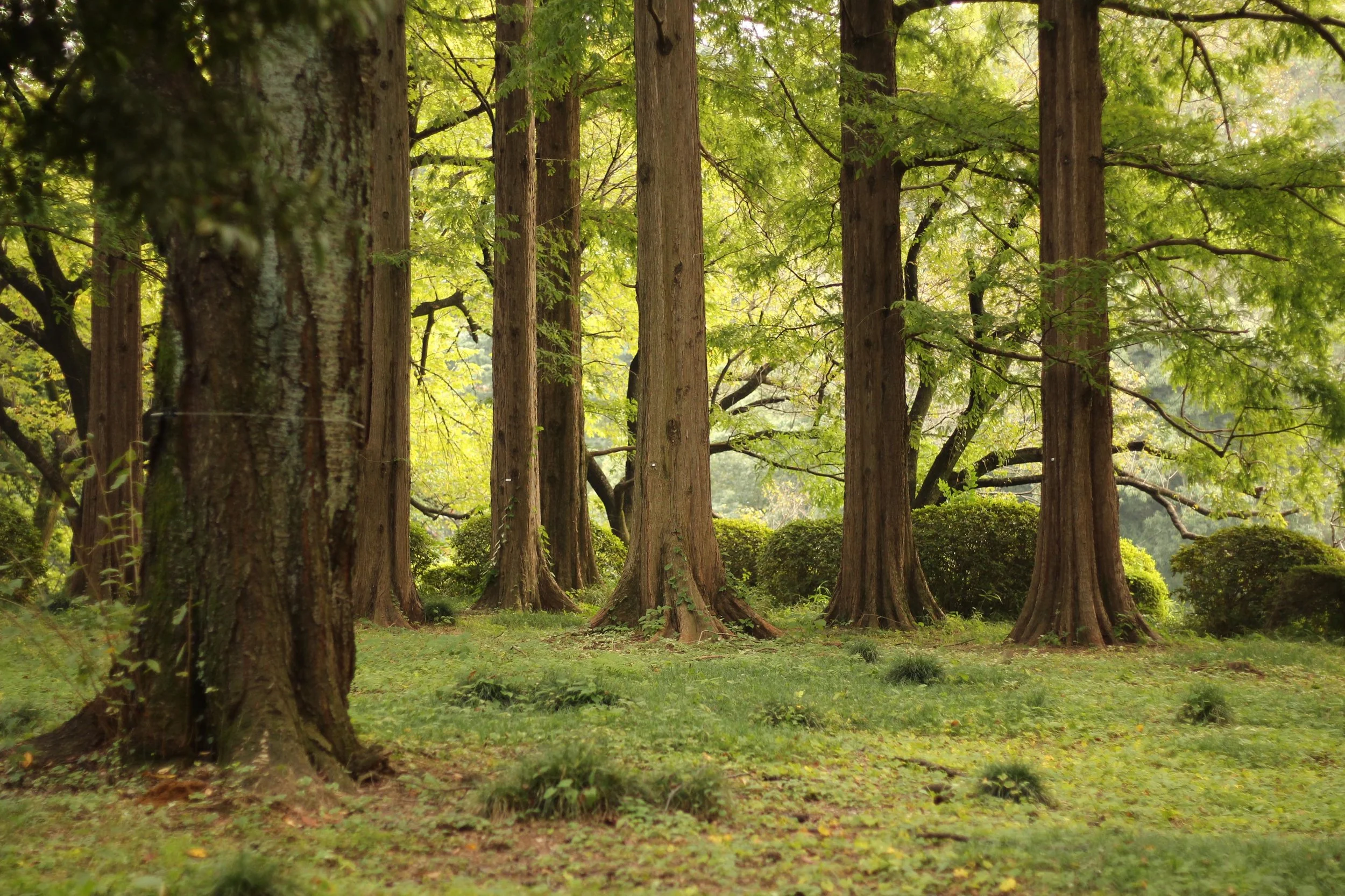 Shinjuku Gyoen Tokyo, Japan 2017