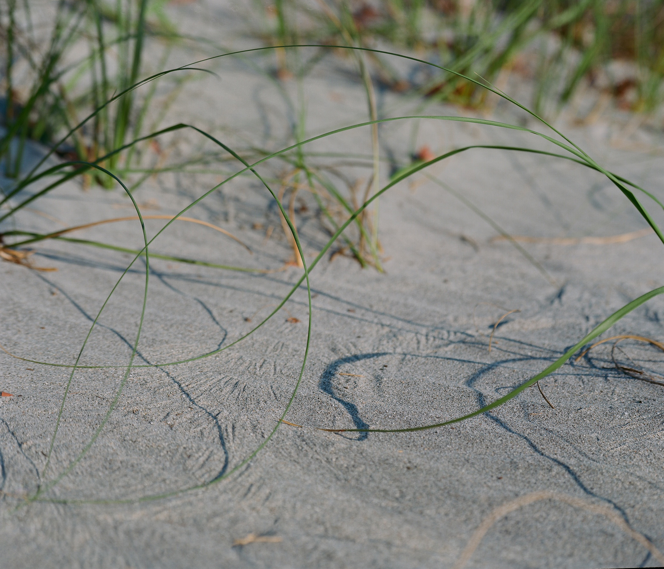 Seagrass.jpg