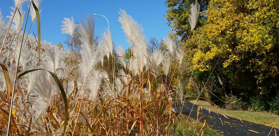 Cedar Lake Trail, Fall 2015, P.E.