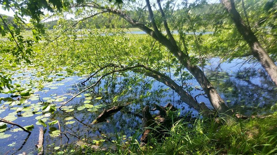 Lebanon Hills, MN, Summer 2015