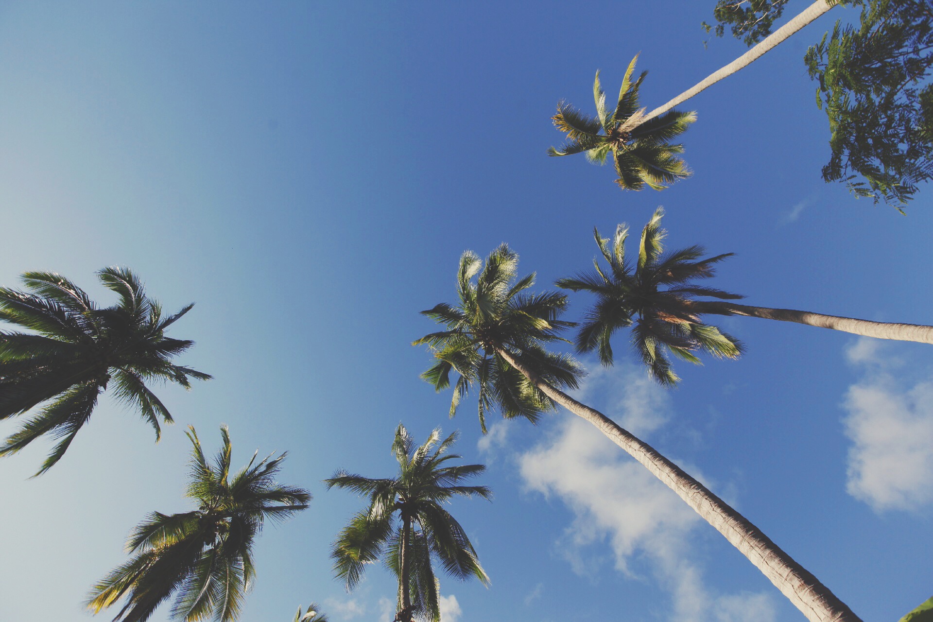 Palm-trees-zihuatanejo-mexico-tropical-tara-medina-real-estate.JPG