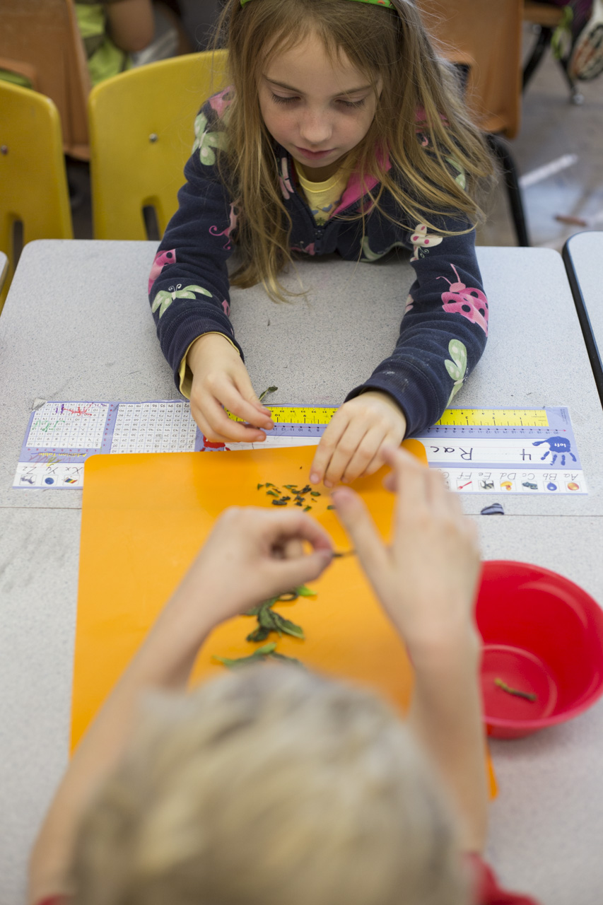  Second-graders Rachel Prange, top, and Miles Fitch, bottom, tear pieces of parsley for a quinoa recipe during a Live Healthy Kids workshop at West Elementary School in Athens, Ohio, on November 13, 2015. 