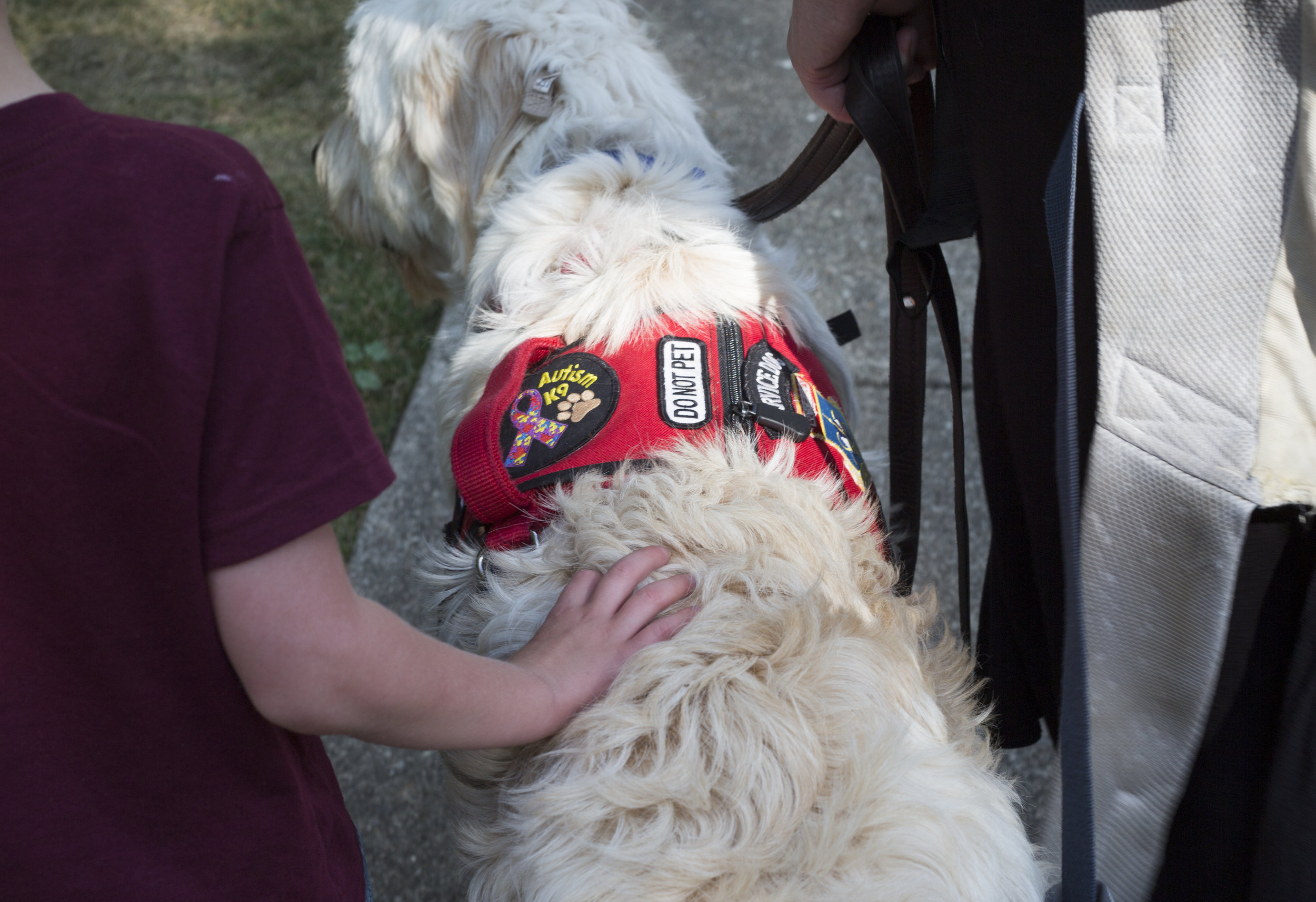  Josiah puts a hand on Spad during their walk to school. Josiah sometimes  touches or holds on to Spad as a source of comfort. Spad is also  trained to disrupt some of Josiah's behaviors by touching him with his  paw, nuzzling him with his snout, and