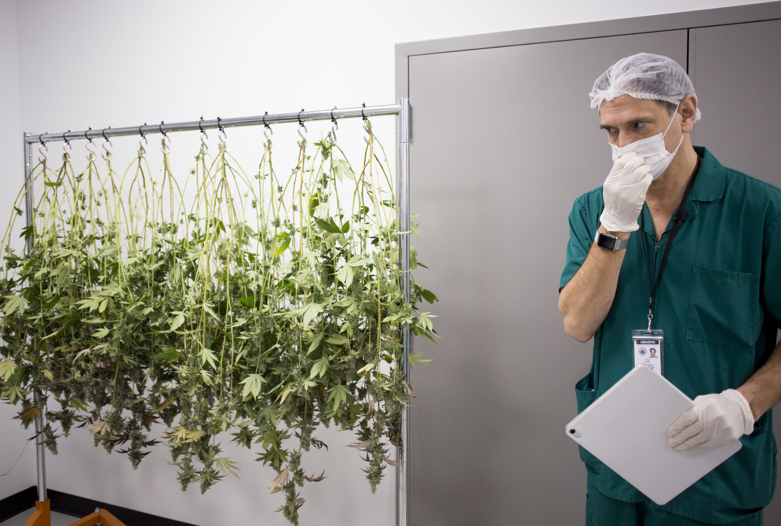  Brian Kessler, the Chairman of the Riviera Creek LLC board, adjusts his face mask as he talks about the marijuana plants that are grown and harvested at Riviera Creek in Youngstown, Ohio on Feb. 14, 2019. 