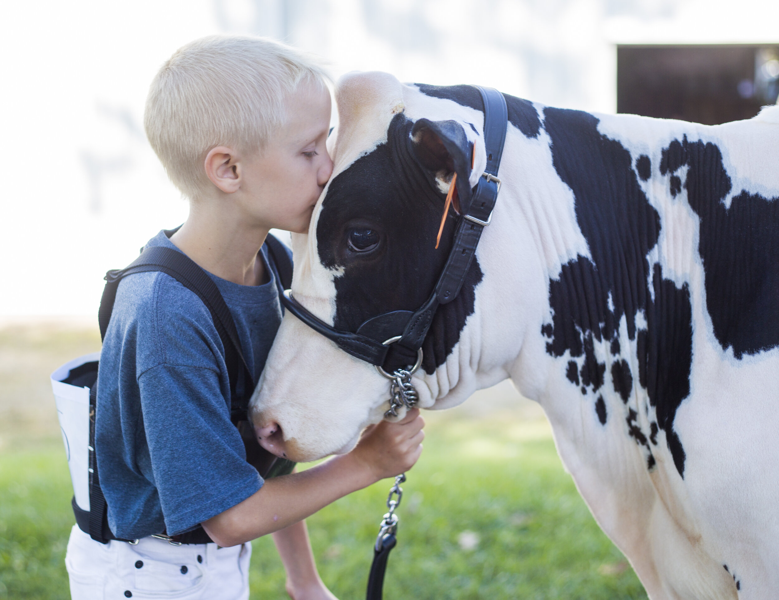  Zachary Norris, 9, of Minerva, Ohio, kisses his cow Dakota before participating in the Junior Fair Dairy Showmanship at the Canfield Fair on August 29, 2019.  