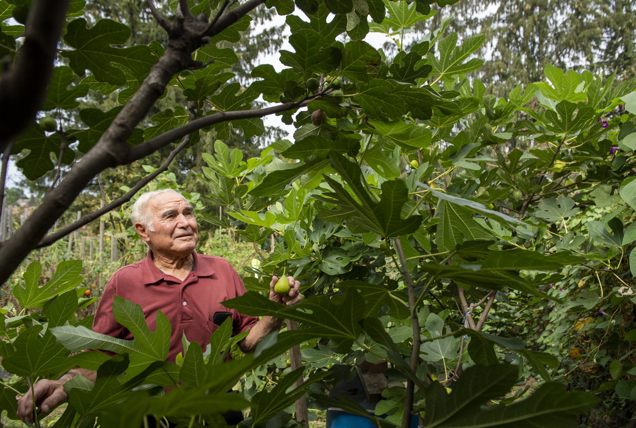  Nicola Mercurio looks at one of his fig trees in his garden on Tuesday, September 21, 2021, behind his home in Bethel Park, Pa. Mercurio is part of the Italian Garden Project, which uses Italian food and gardening traditions in Western Pennsylvania.