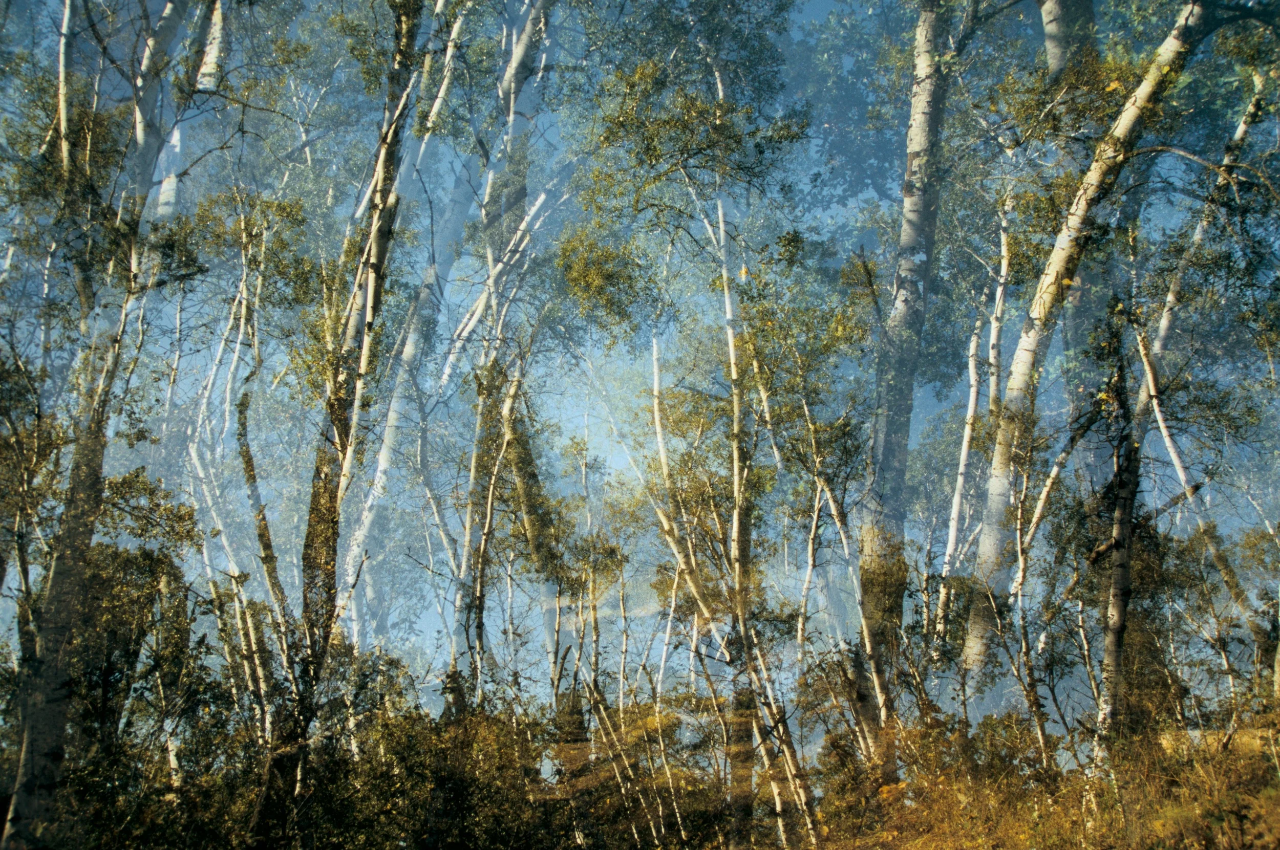 Poplars.jpg