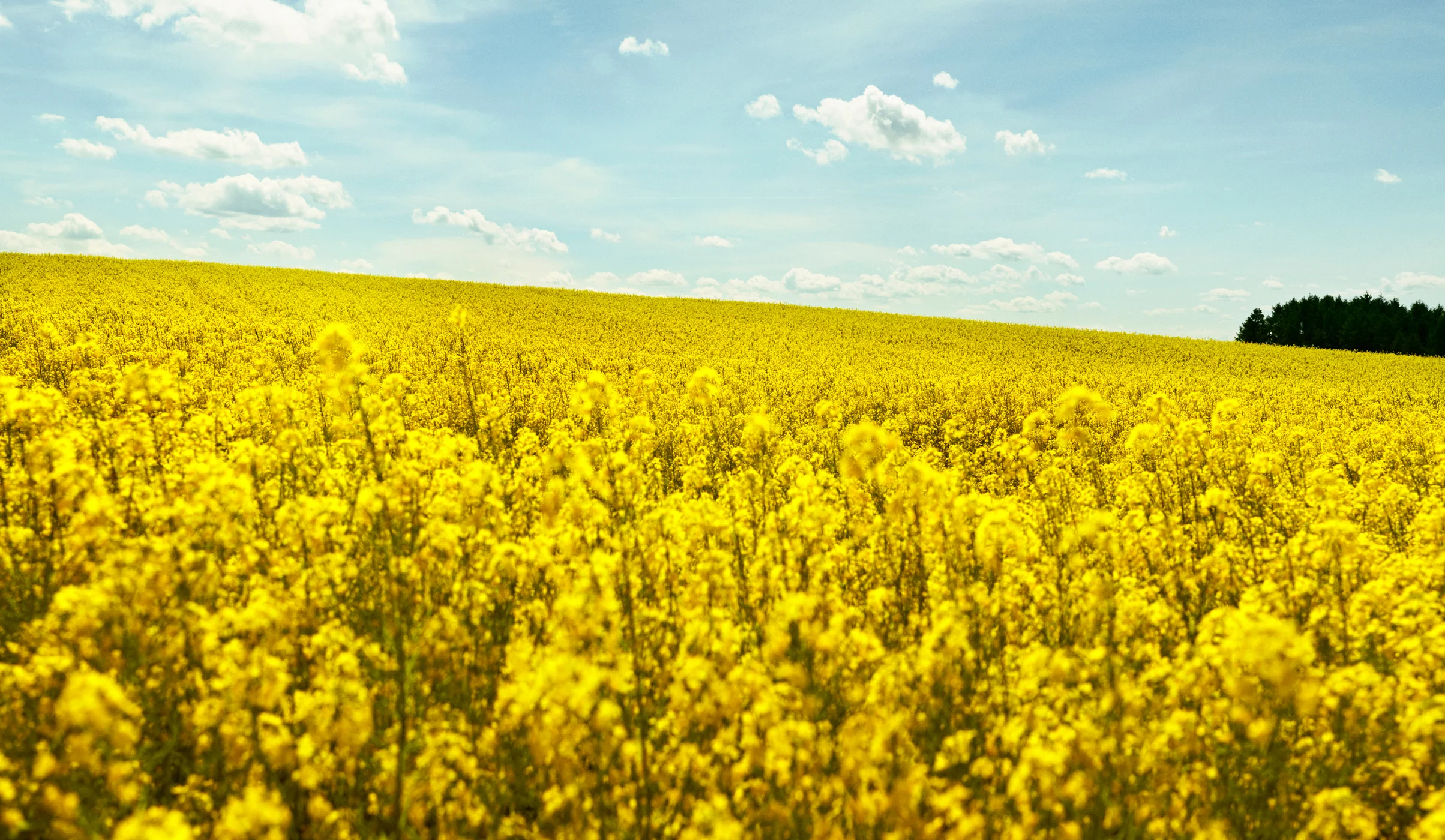 sommer.