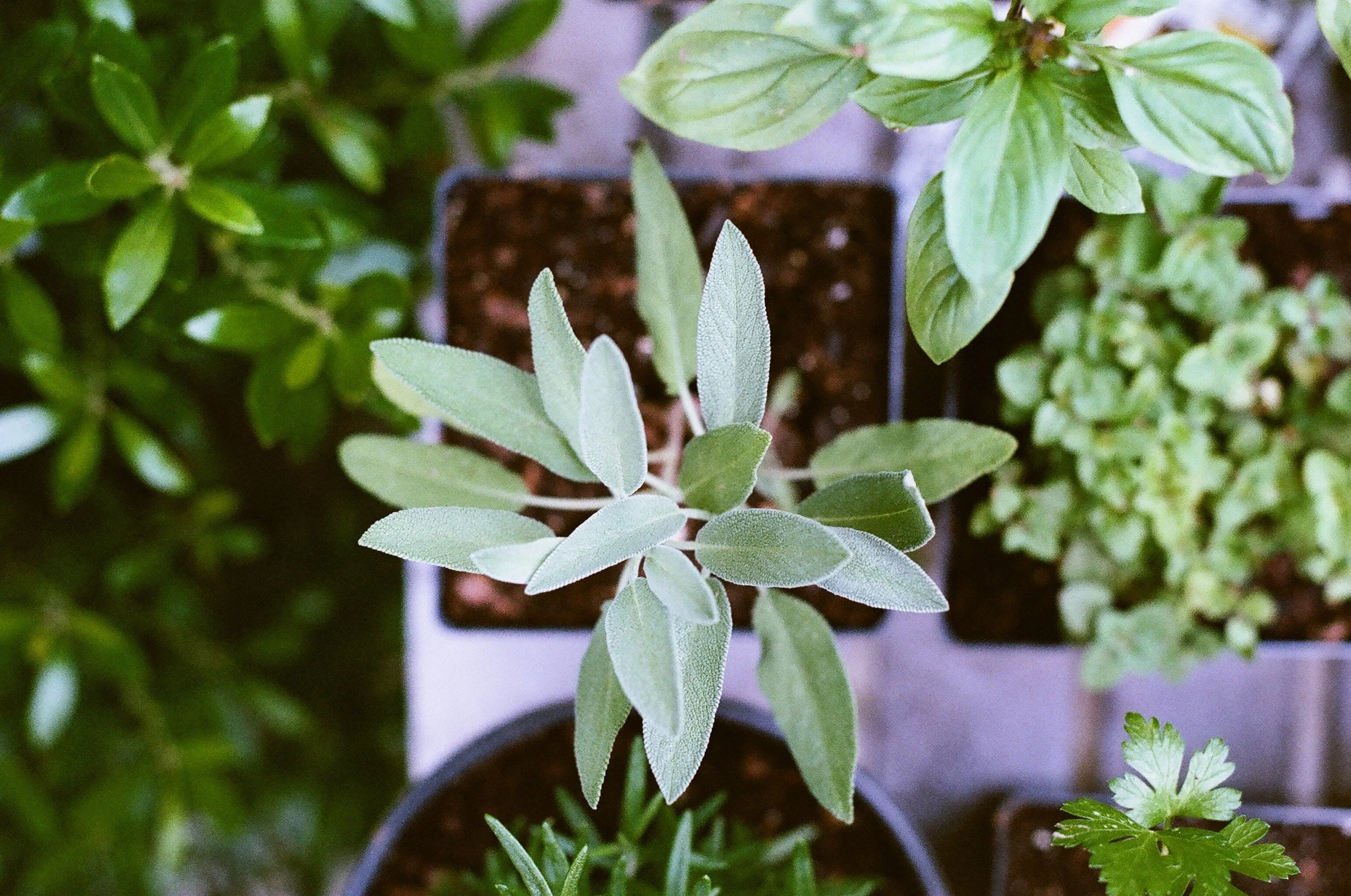 sage and herbs in pots.jfif