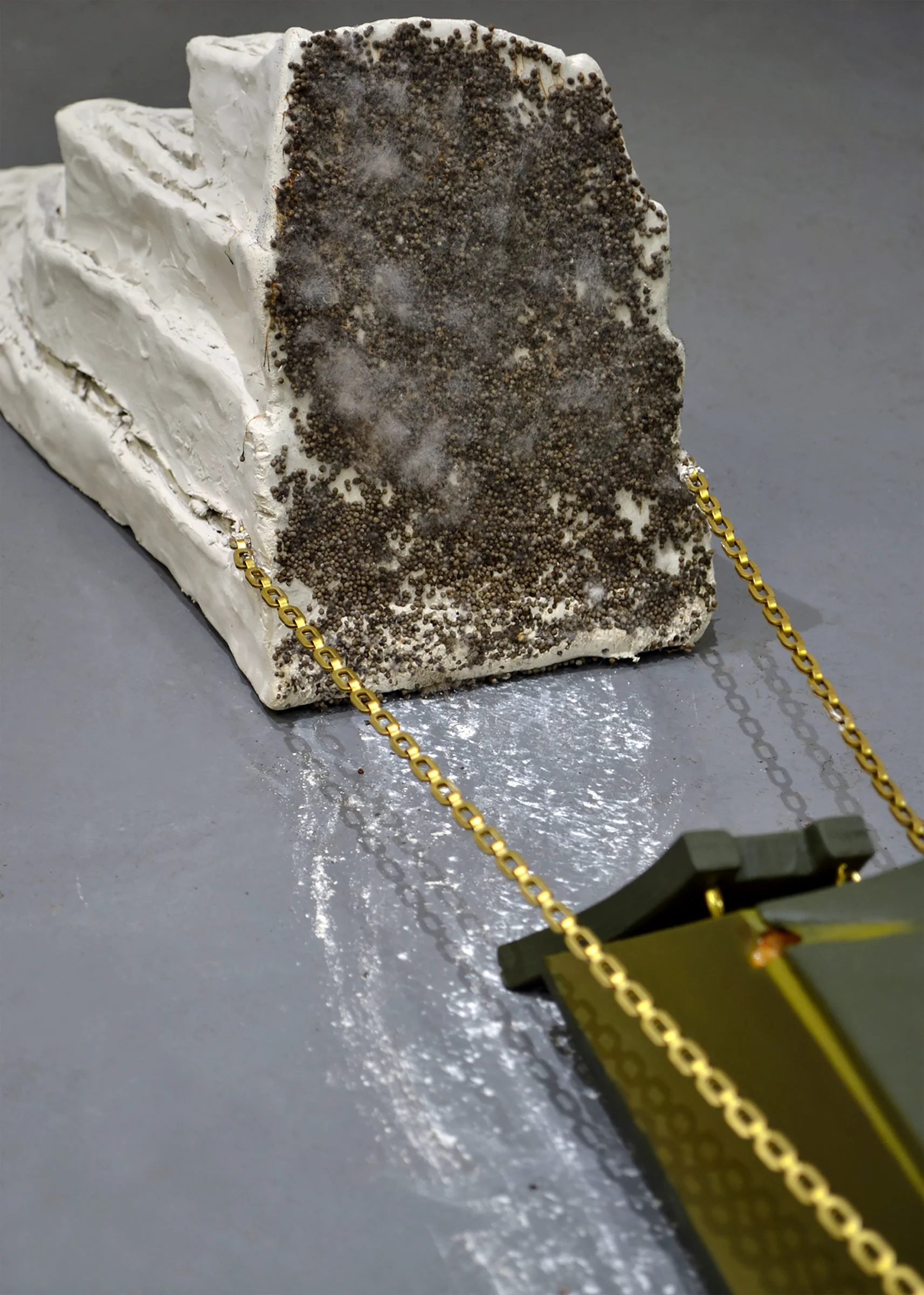 Ex Situ , 2019, detail view of mold on poppy seeds