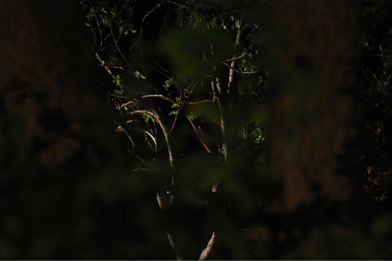 STONE - Hidden Behind Trees