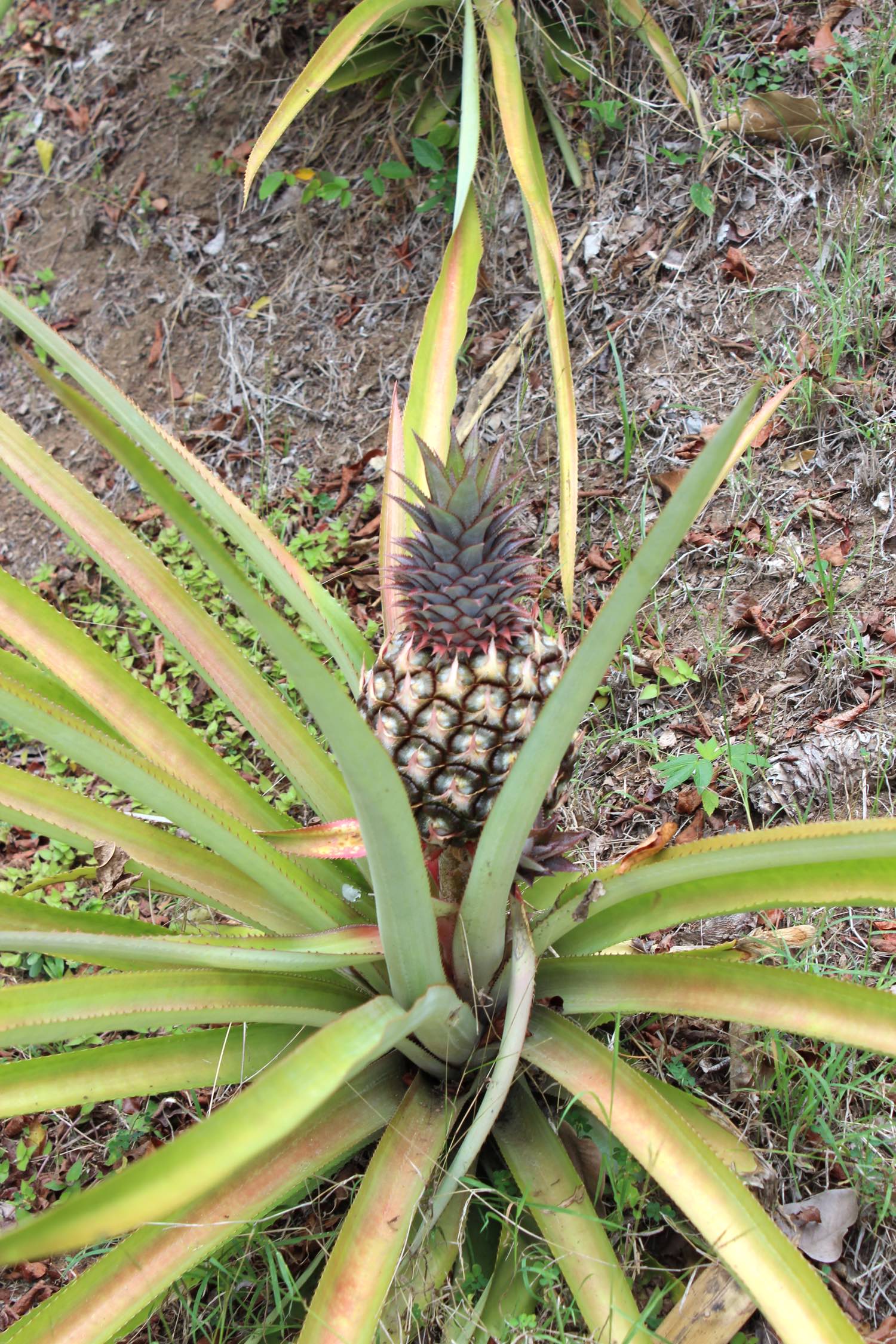 pineapple WO.jpg