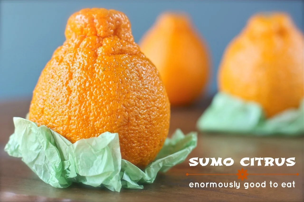 the Sumo Citrus story In the 1970’s a citrus grower from the Kumamoto Prefecture in Japan set out to develop a fruit which would combine the best of the easy-to-peel Japanese Satsuma with the big, juicy, sweet oranges from California. Although he saw promise in an obscure tangerine-orange hybrid, this new fruit was challenging to grow. Thankfully, our grower persevered. Over time, he developed a series of methods for growing, pruning and thinning his trees, which is different from all other citrus. It took over 30 years but his hard work was rewarded when recently, this new variety became the most prized citrus fruit in Japan and Korea. Following the Japanese tradition of offering the best fruit as a gift, one can find it in Tokyo gift shops, selling for up to $8 for a single piece of fruit! Now this legendary fruit, which is called Dekopon in Japan and Hallabong in Korea, is finally available for the enjoyment of consumers here in America. Grown on our families’ farms in California’s Central Valley to the same exacting standards of the original Kumamoto farmer. It is the biggest mandarin you’ve ever seen. It has a distinctive shape with a prominent “top-knot.” The peel is bright orange, bumpy and loose so it peels effortlessly. The delicate sections separate easily. It’s seedless, juicy without being messy, and it is quite probably the sweetest citrus you’ll ever eat.
