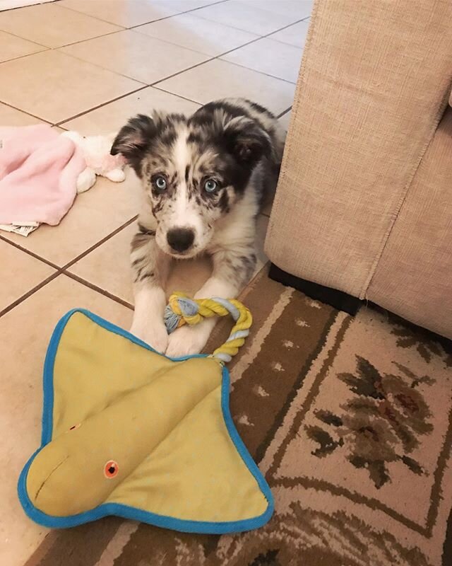 Our seven month old border collie baby &hearts;️ She&rsquo;s such a good dog y&rsquo;all.
Equipped with spiral jump ability !
@brentmarley