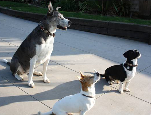 Scarlett, Simon, and Betty