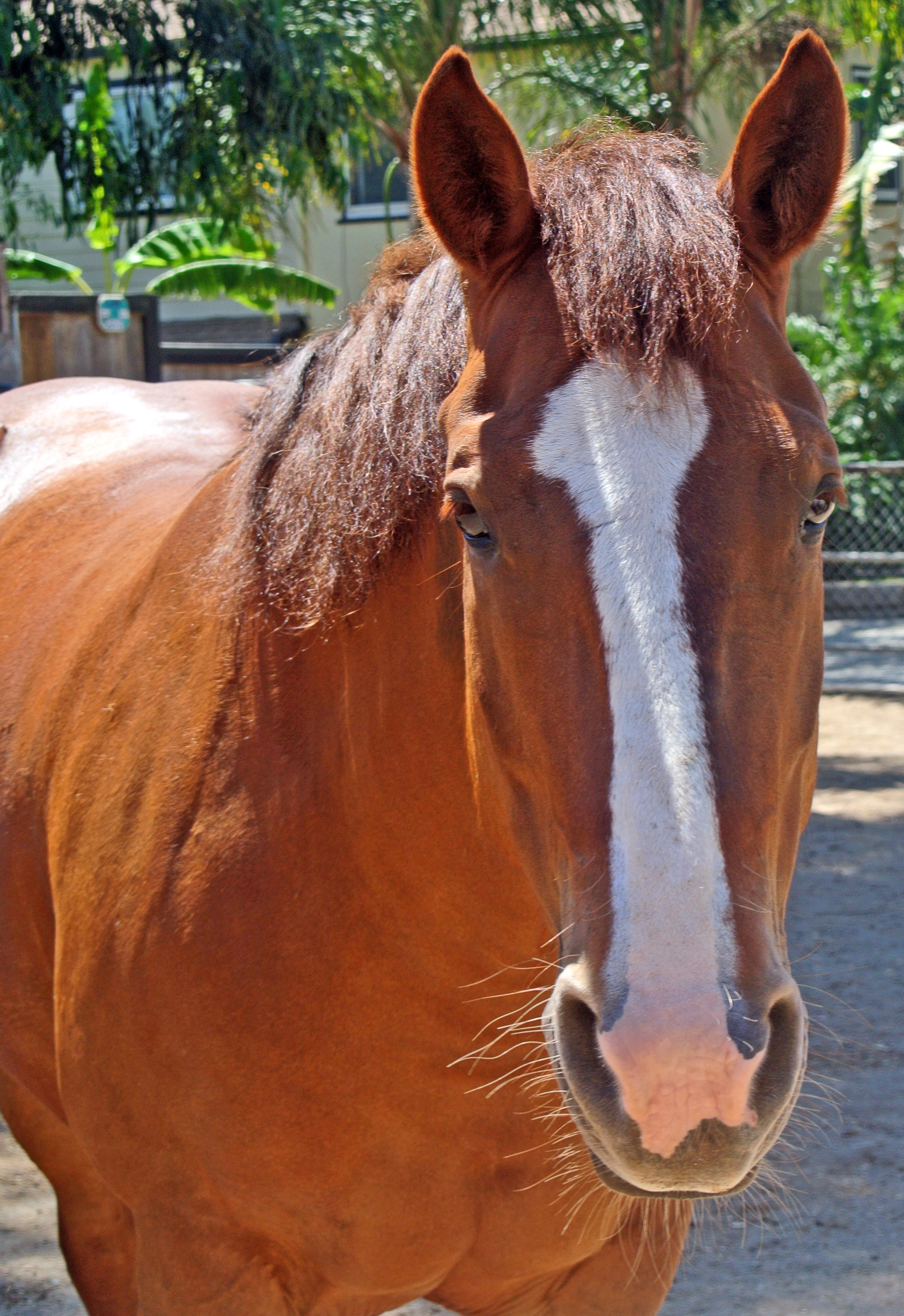 Bisquit cropped.jpg