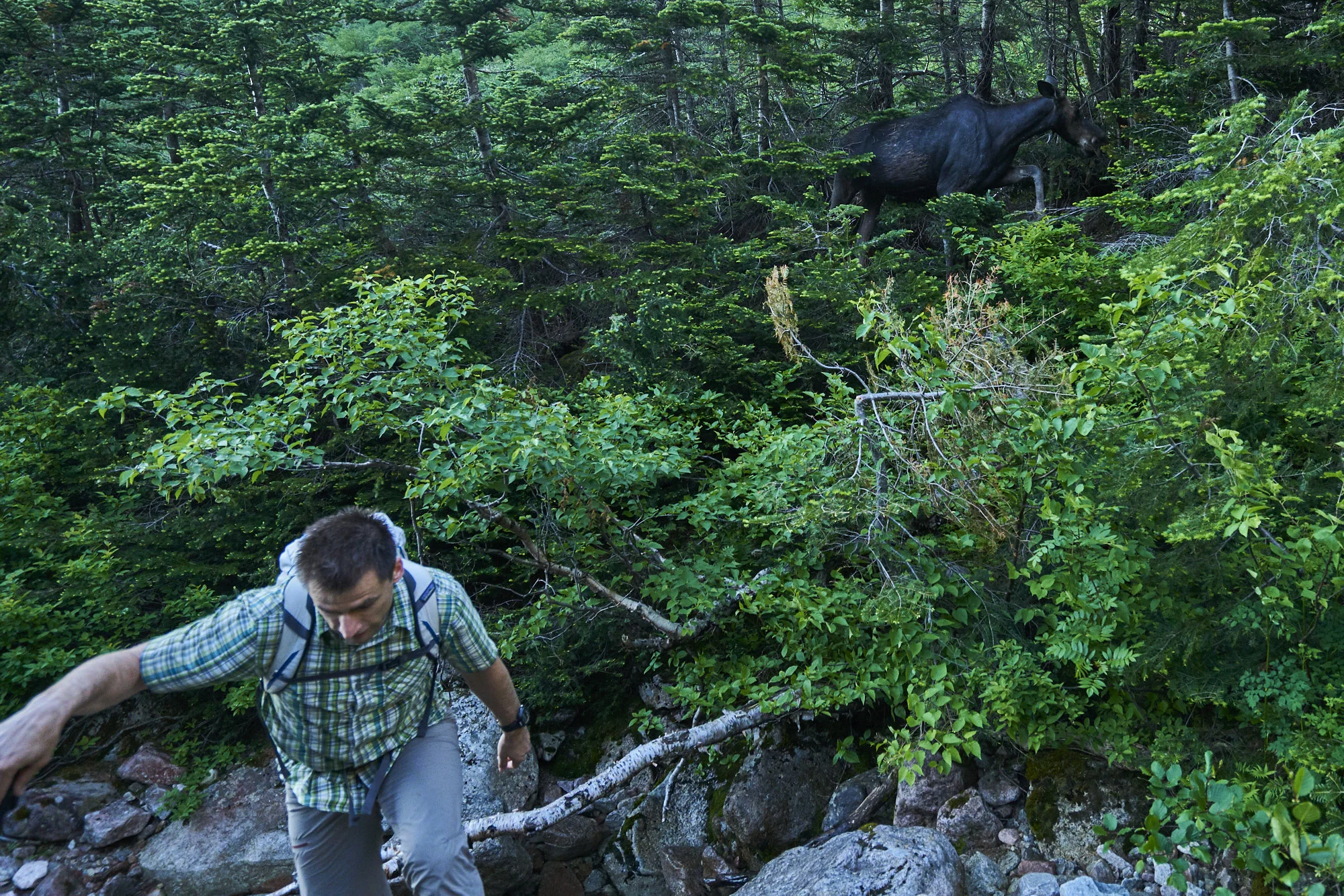 I wouldn’t say Keith was “scared” of the moose we encountered near Chimney Pond both days of our climbing. But he was definitely concerned about being right next to a wild animal weighing several hundred pounds. 