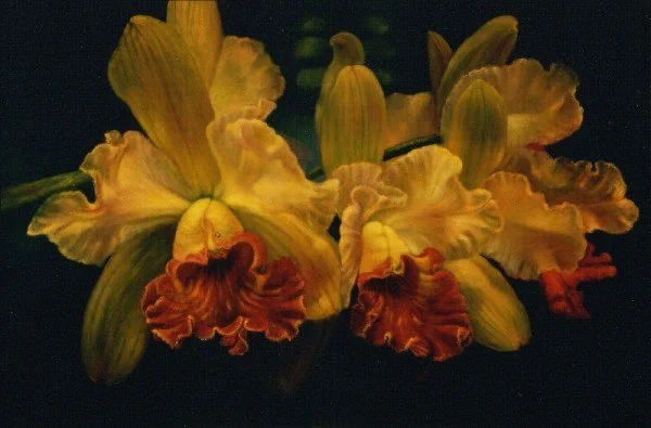 Cattleya-Orchid.jpg