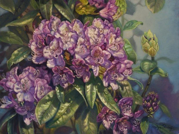 Rhododendron-Purple-Passion.jpg