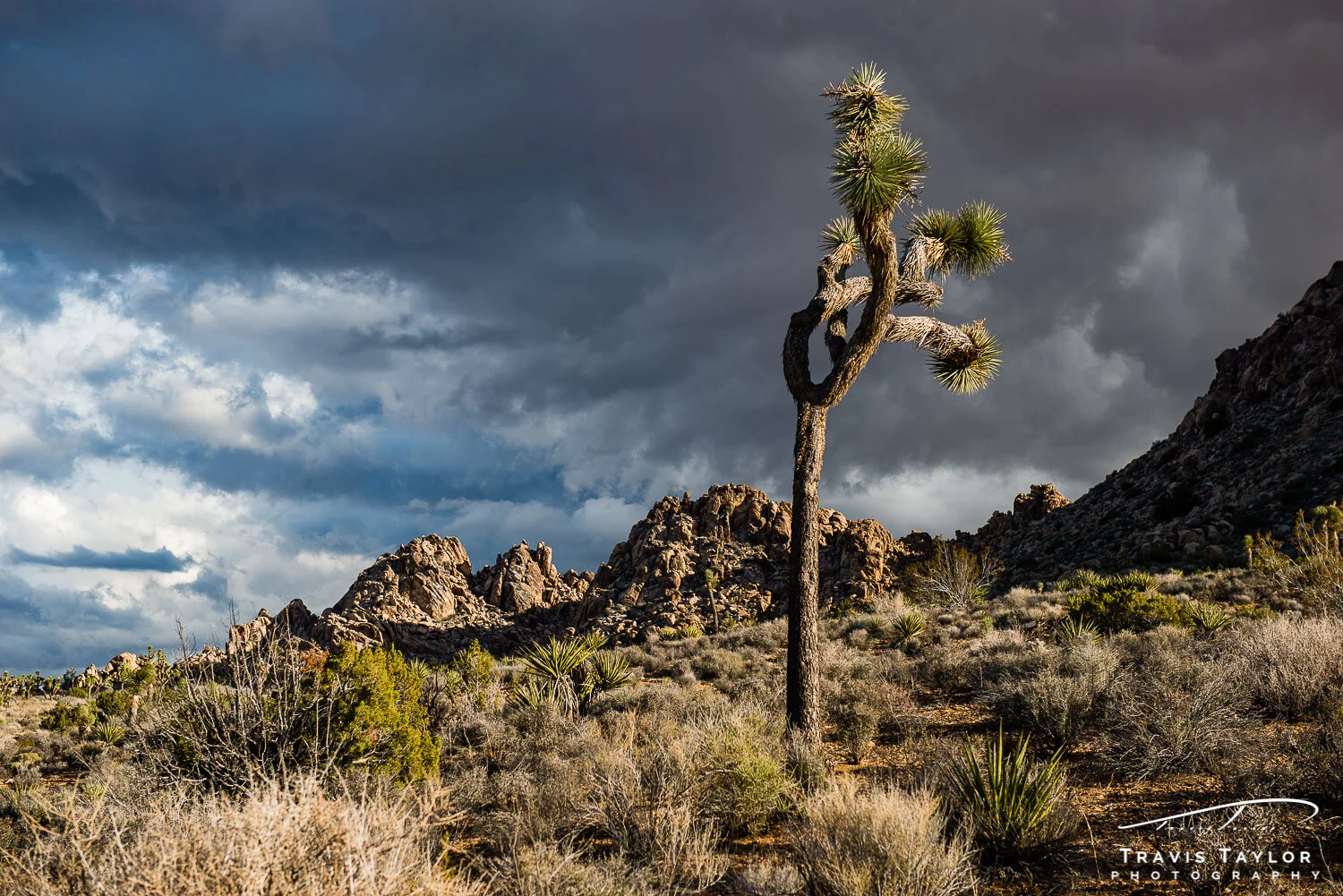 travis-taylor-photography-1500px-2.jpg