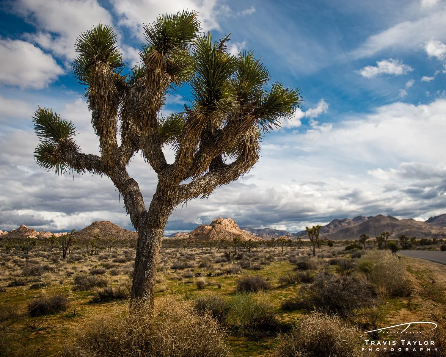 travis-taylor-photography-1500px-3.jpg