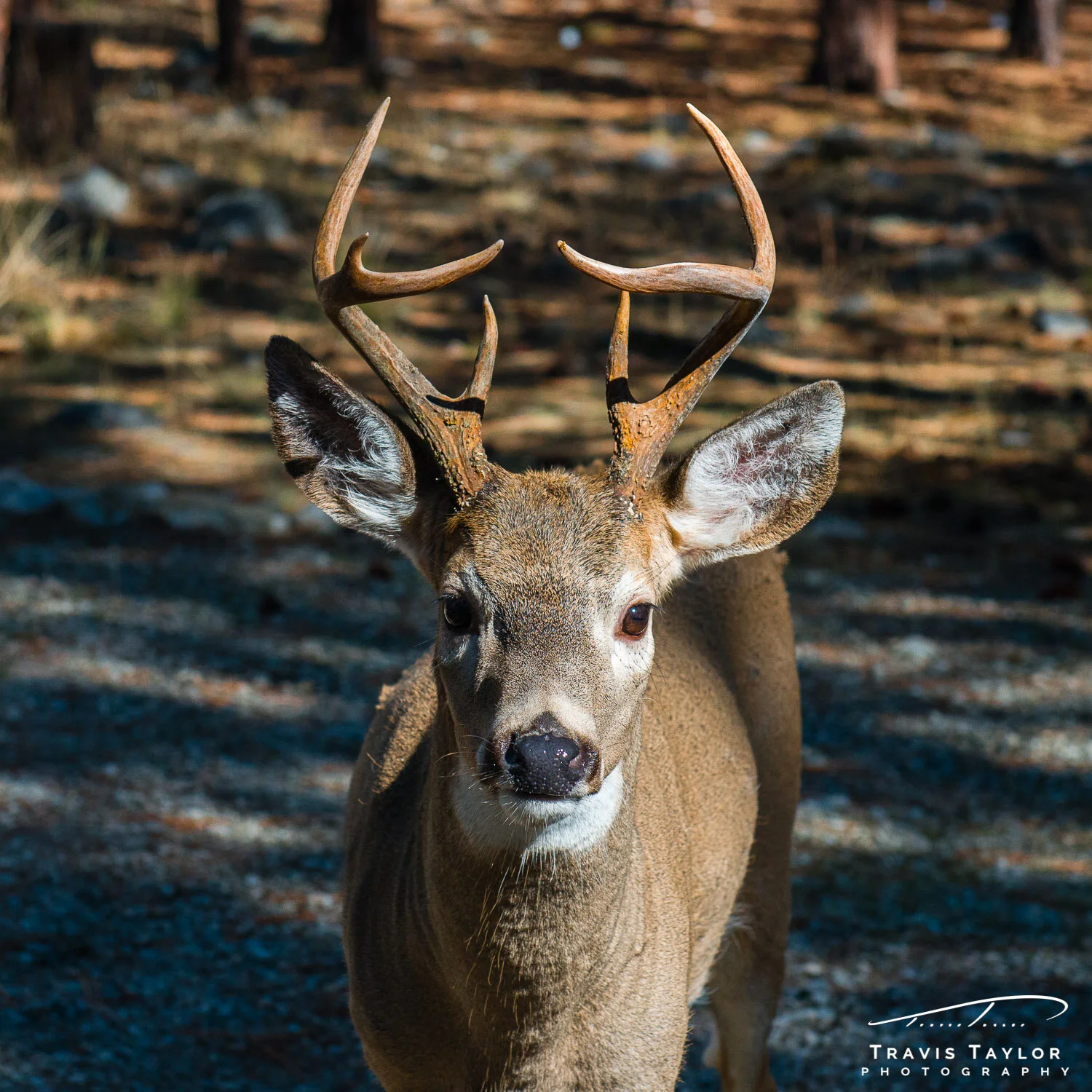 travis-taylor-photography-1500px-9.jpg