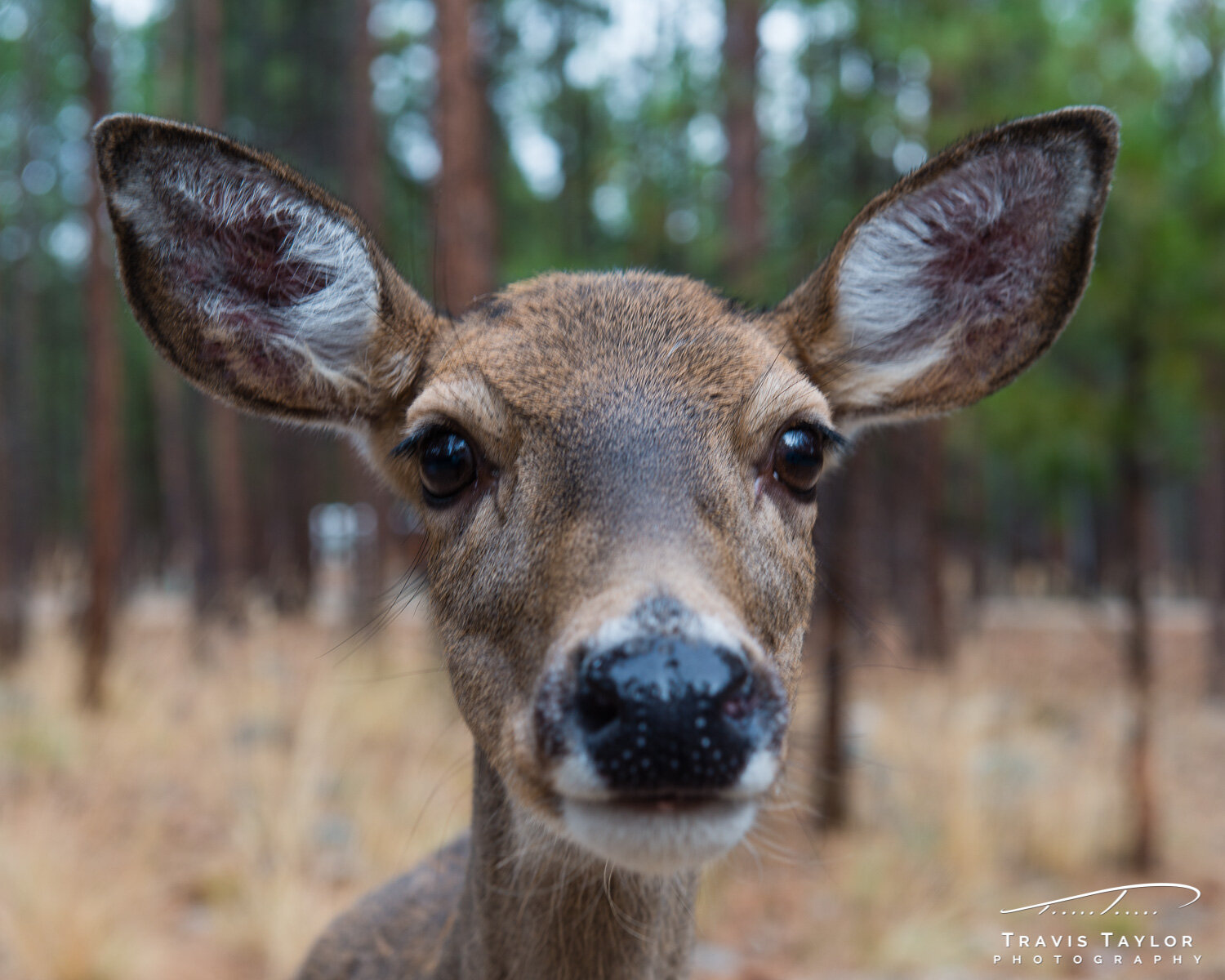 travis-taylor-photography-1500px-10.jpg