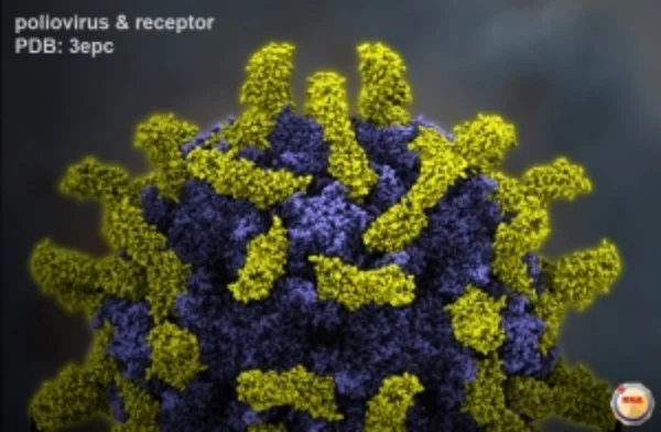 p1m_poliovirus-receptor_close-up.jpg
