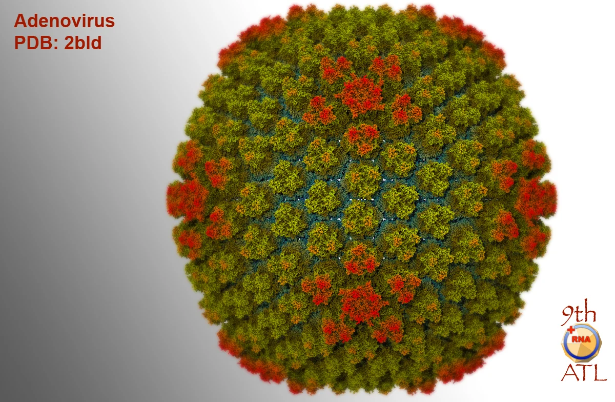 adenovirus_vmd01.jpg
