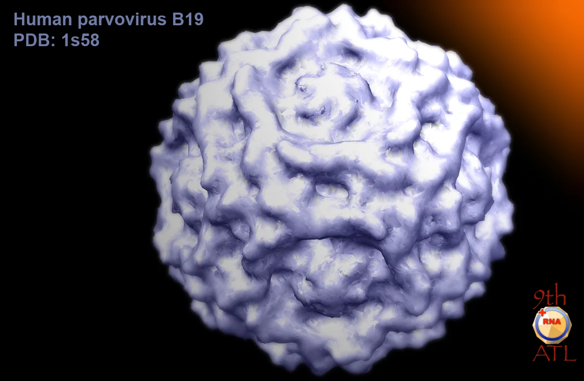 b19_human_parvovirus_b19_chimera01.jpg
