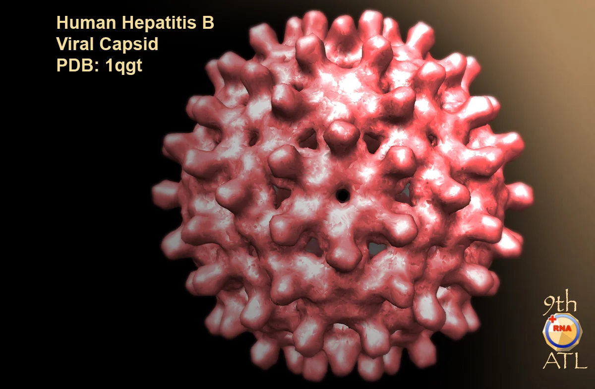 hpb_hepatitis_B_chimera02.jpg
