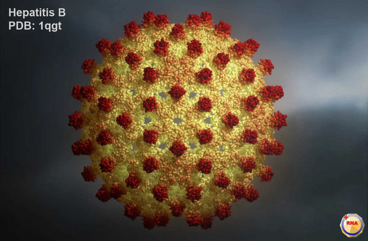 hpb_Human_Hepatitis_B.jpg